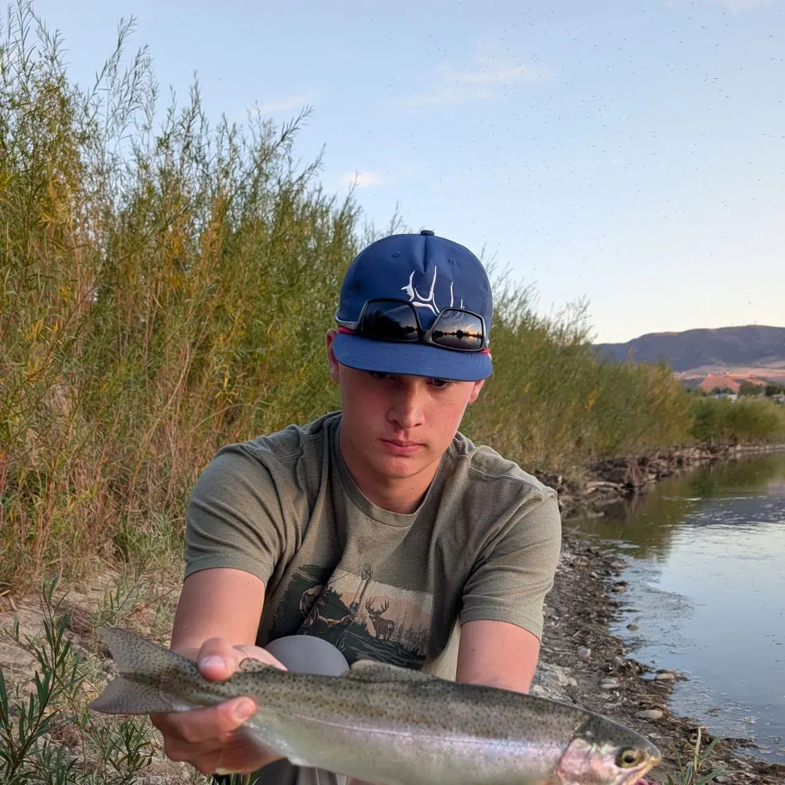 Brown trout caught on Fishbrain