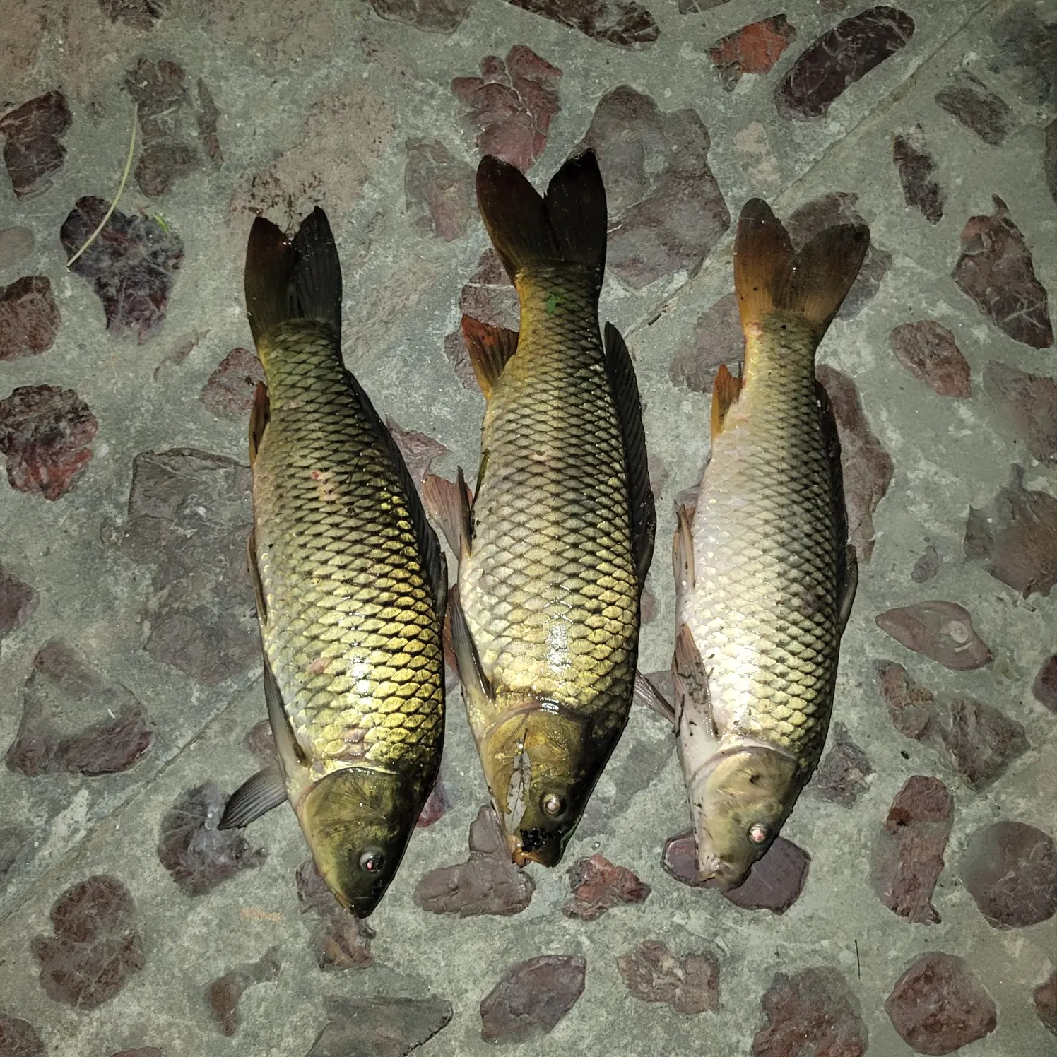 recently logged catches