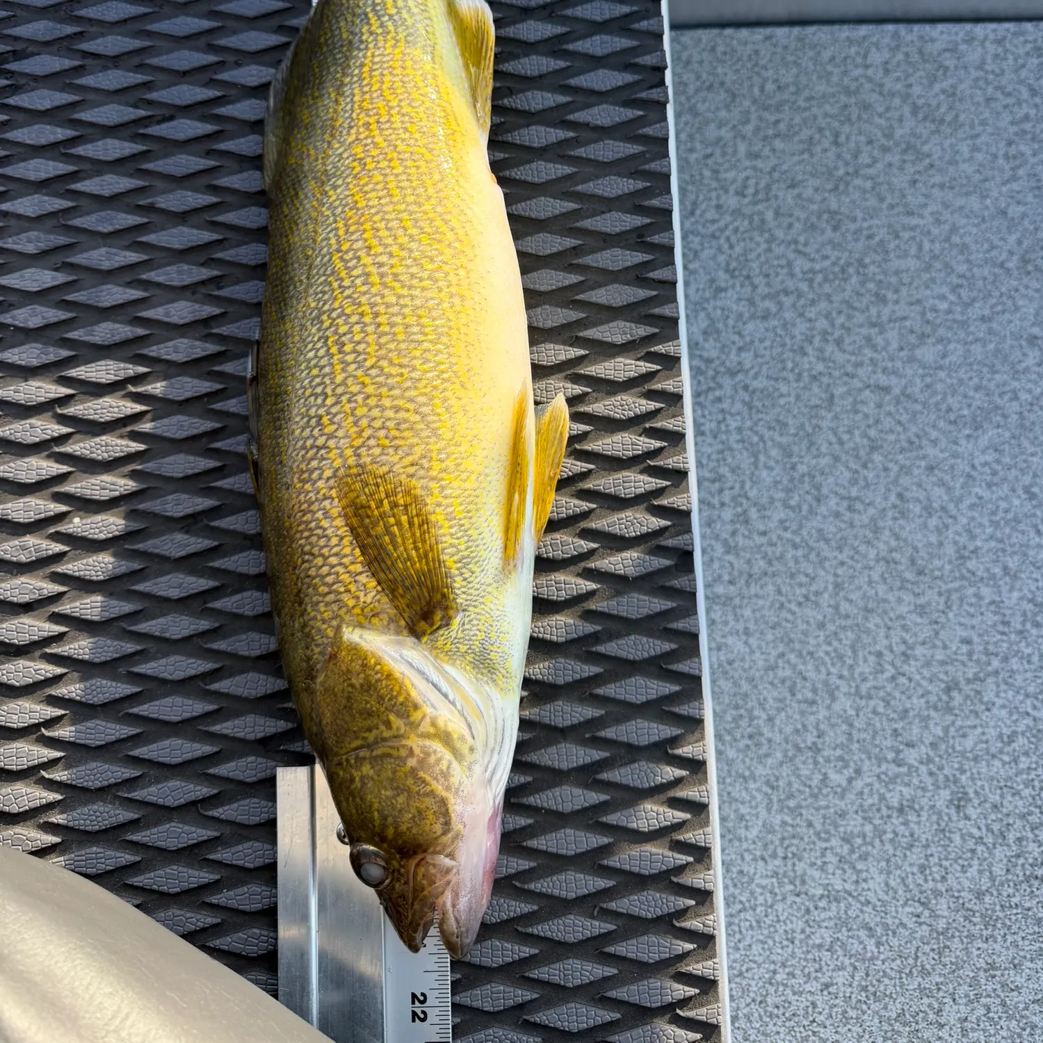 Walleye caught on Fishbrain