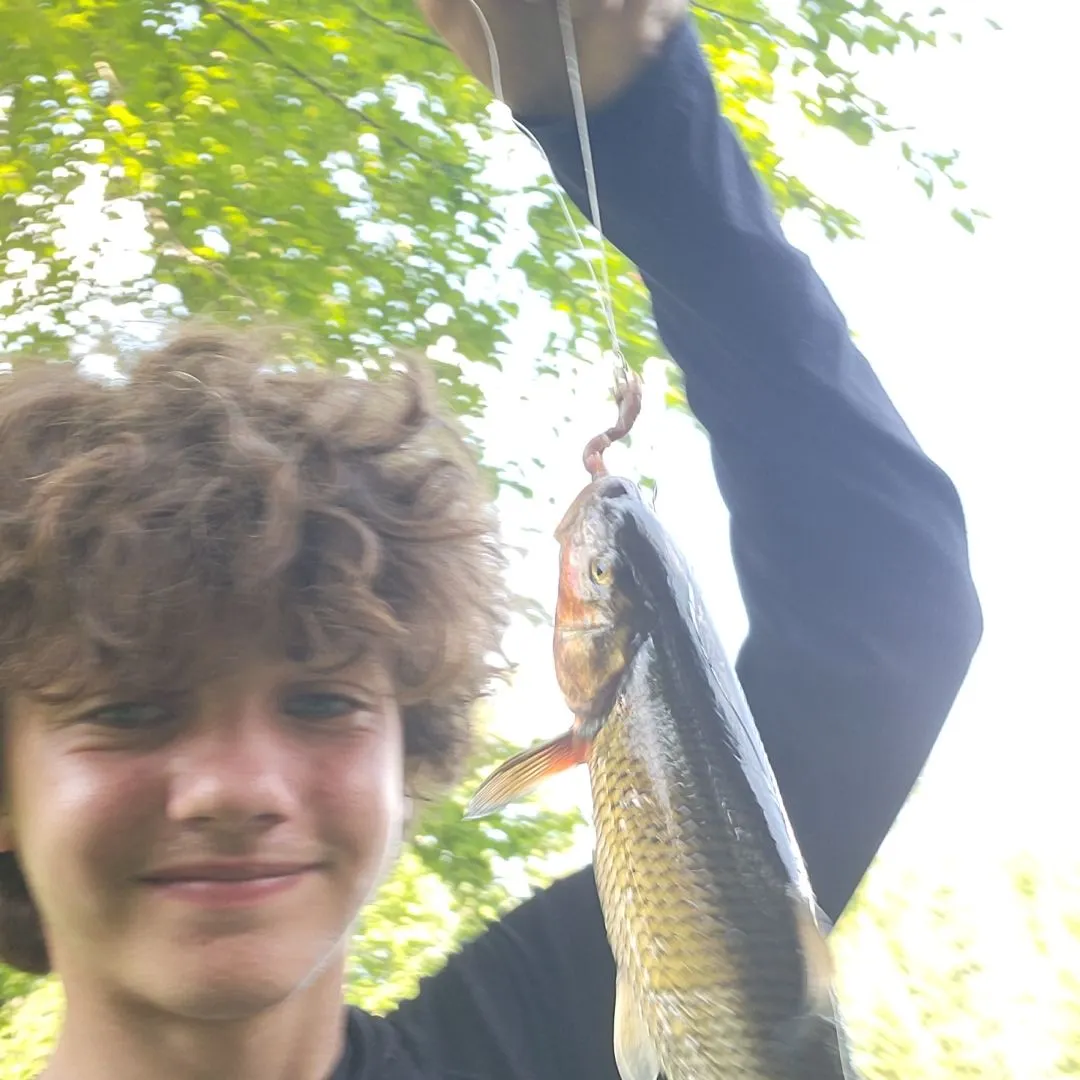 The most recent Fallfish catches on Fishbrain