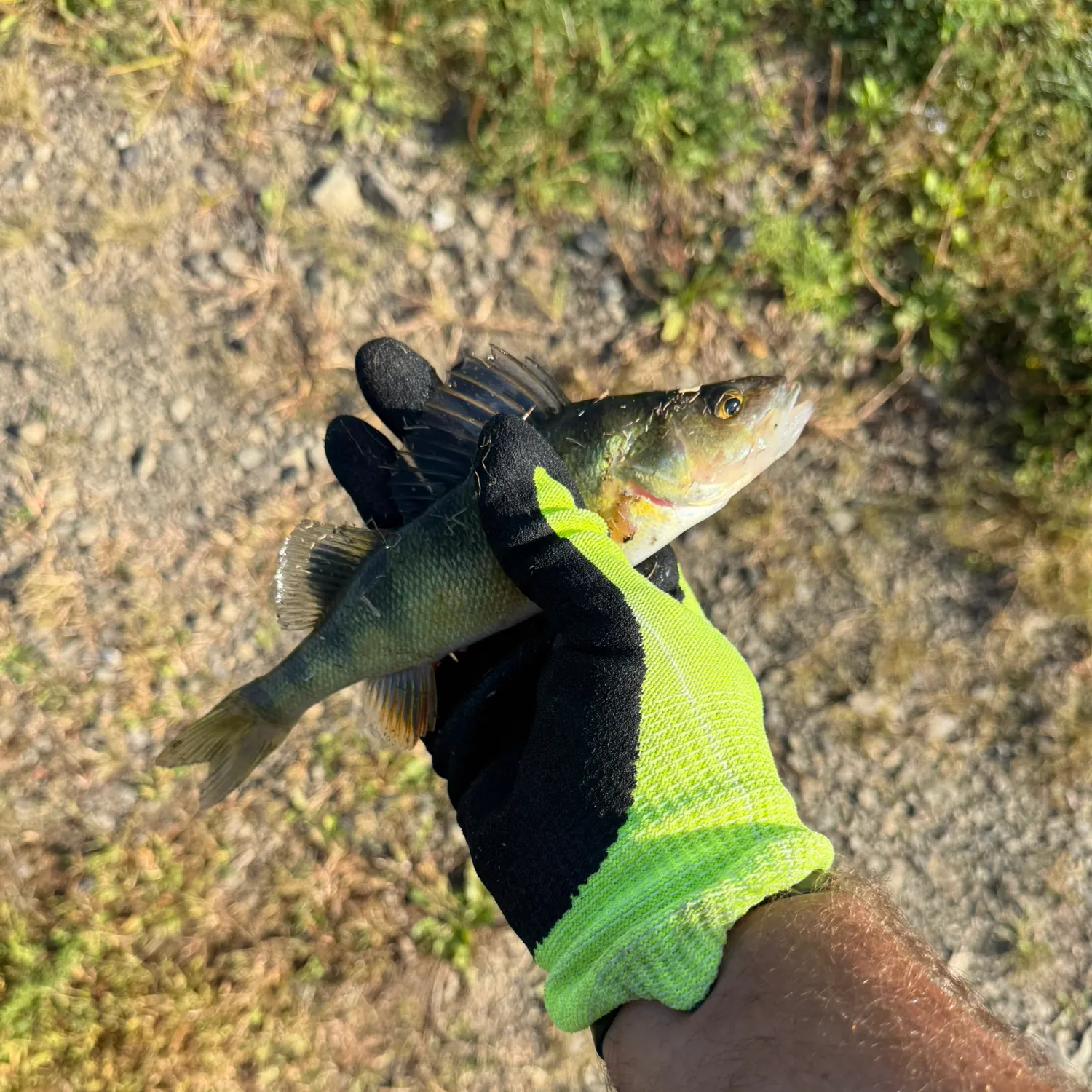 Yellow perch caught on Fishbrain