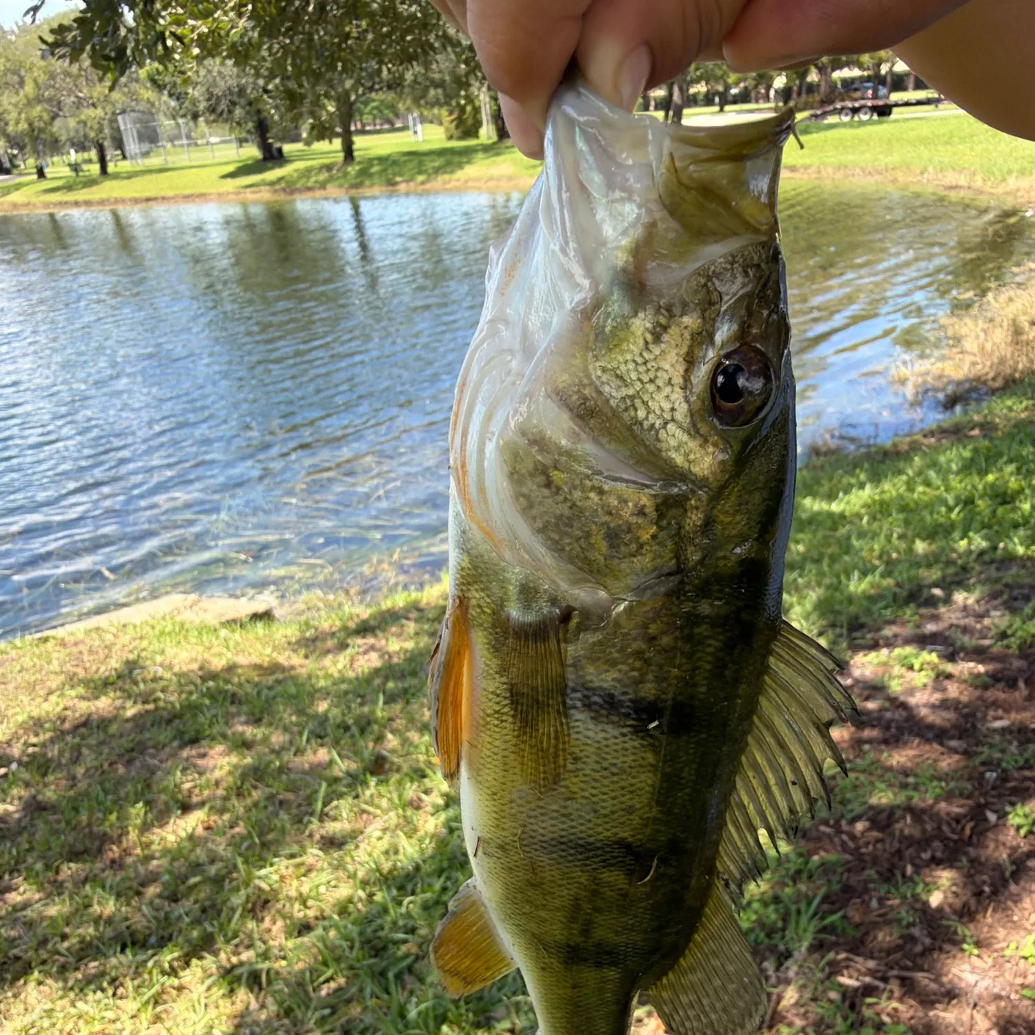 Butterfly peacock bass caught on Fishbrain