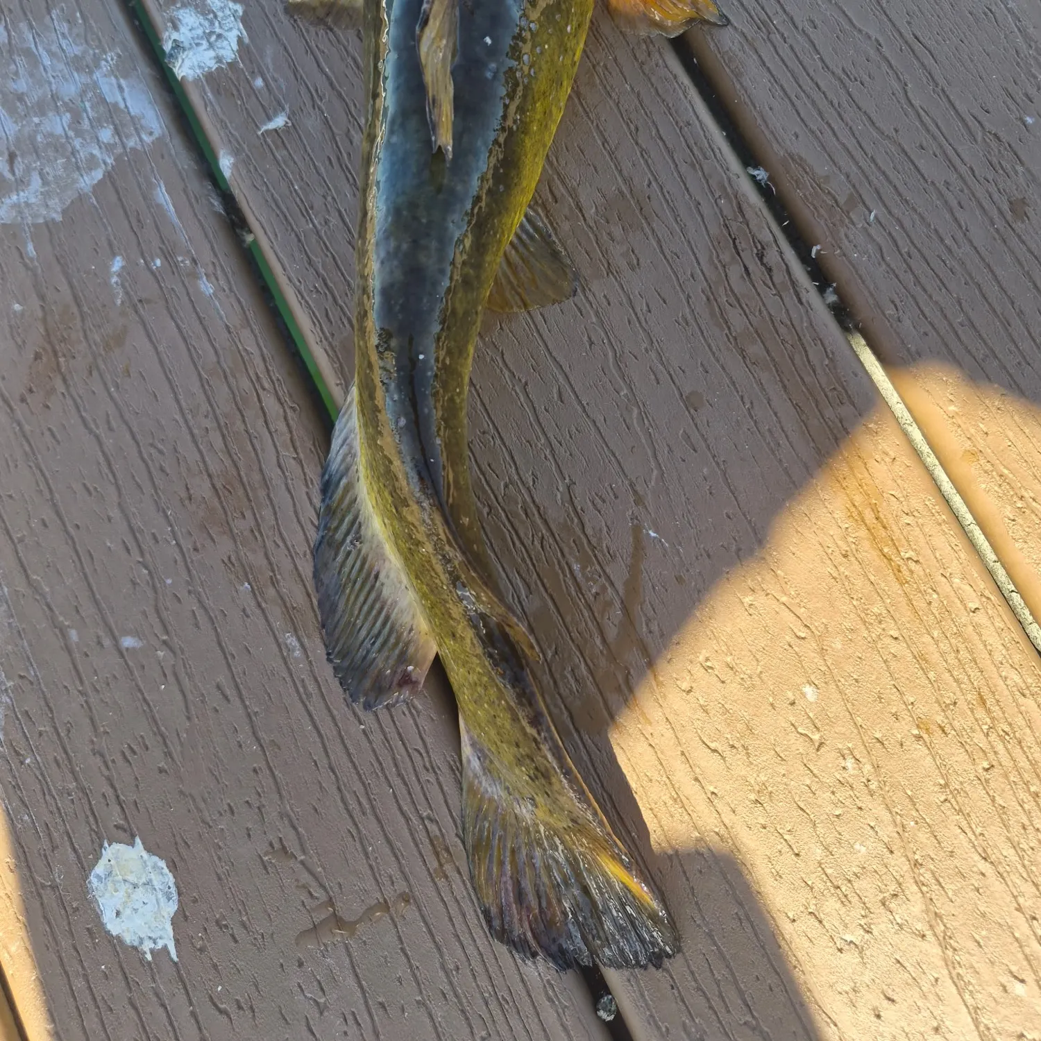 Yellow bullhead caught on Fishbrain
