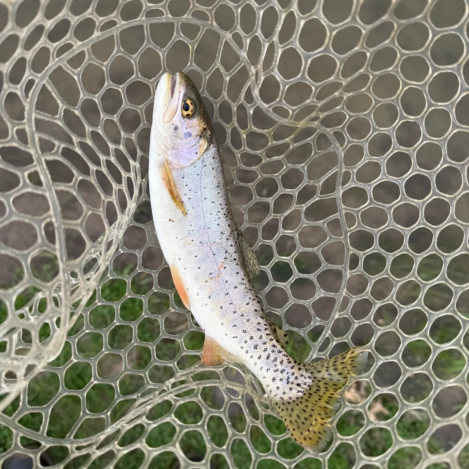 Bonneville cutthroat trout caught on Fishbrain