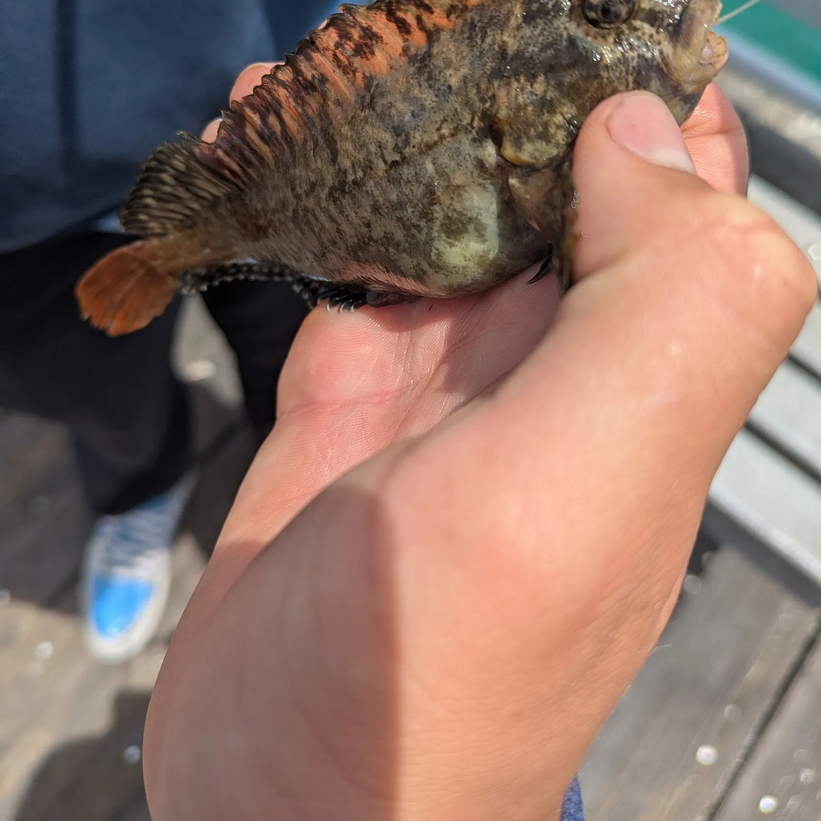 The most recent Bay blenny catches on Fishbrain