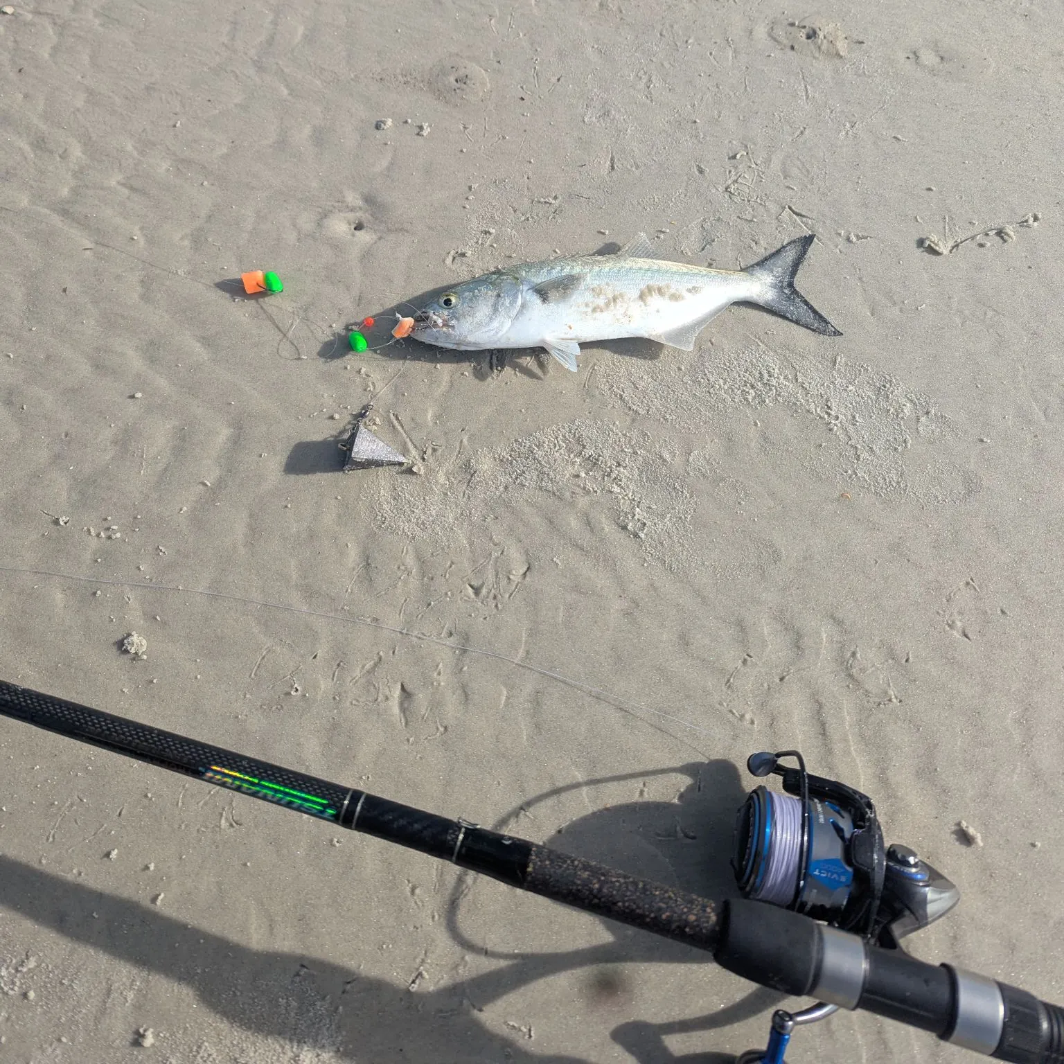 The most recent Bluefish catches on Fishbrain