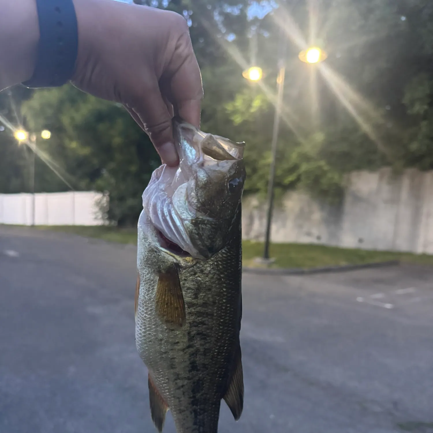 catch