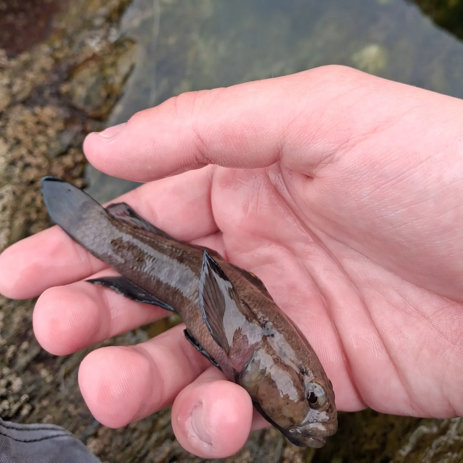 The most recent Giant goby catches on Fishbrain