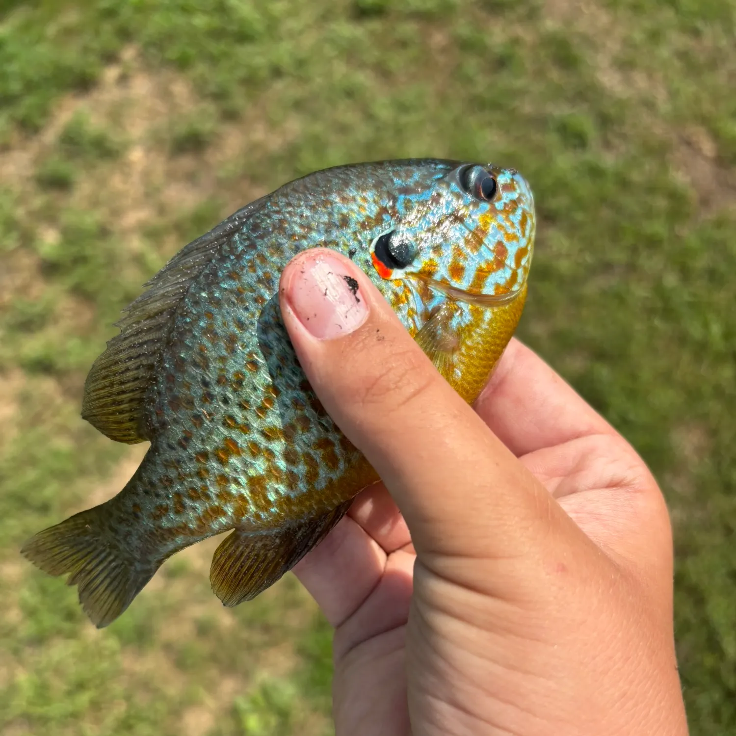 Pumpkinseed caught on Fishbrain
