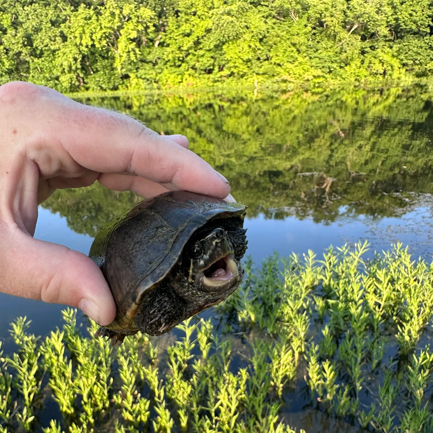 The most recent Eastern musk turtle catches on Fishbrain