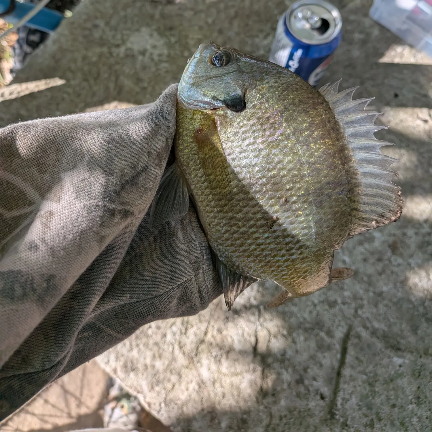 Fish caught on Fishbrain