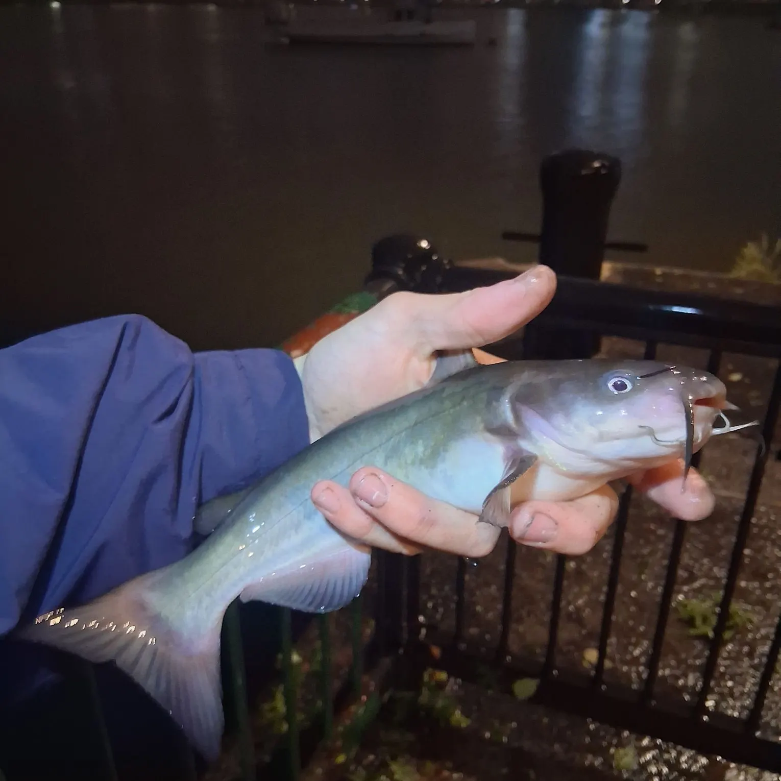 White bullhead caught on Fishbrain