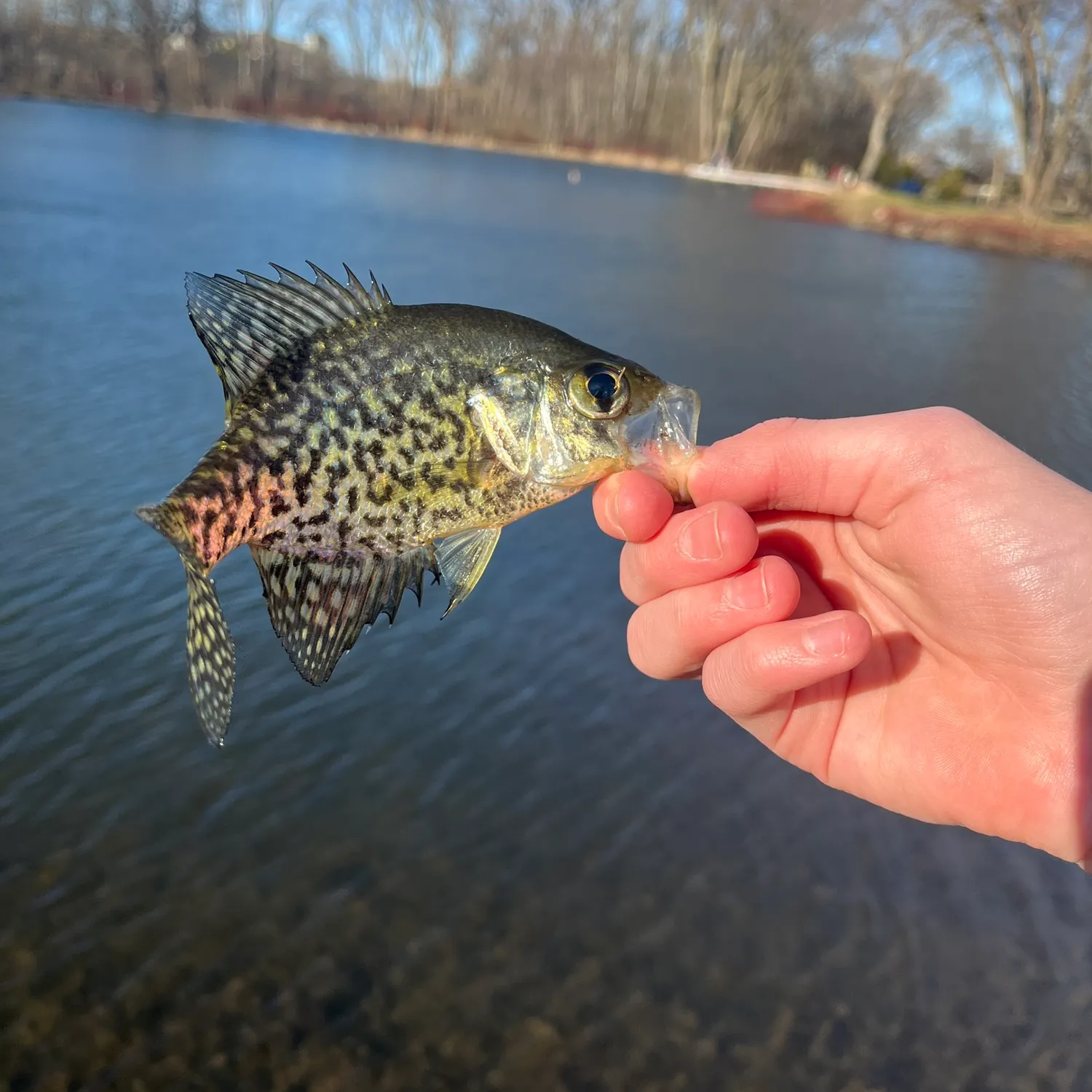 The most recent Black crappie catches on Fishbrain