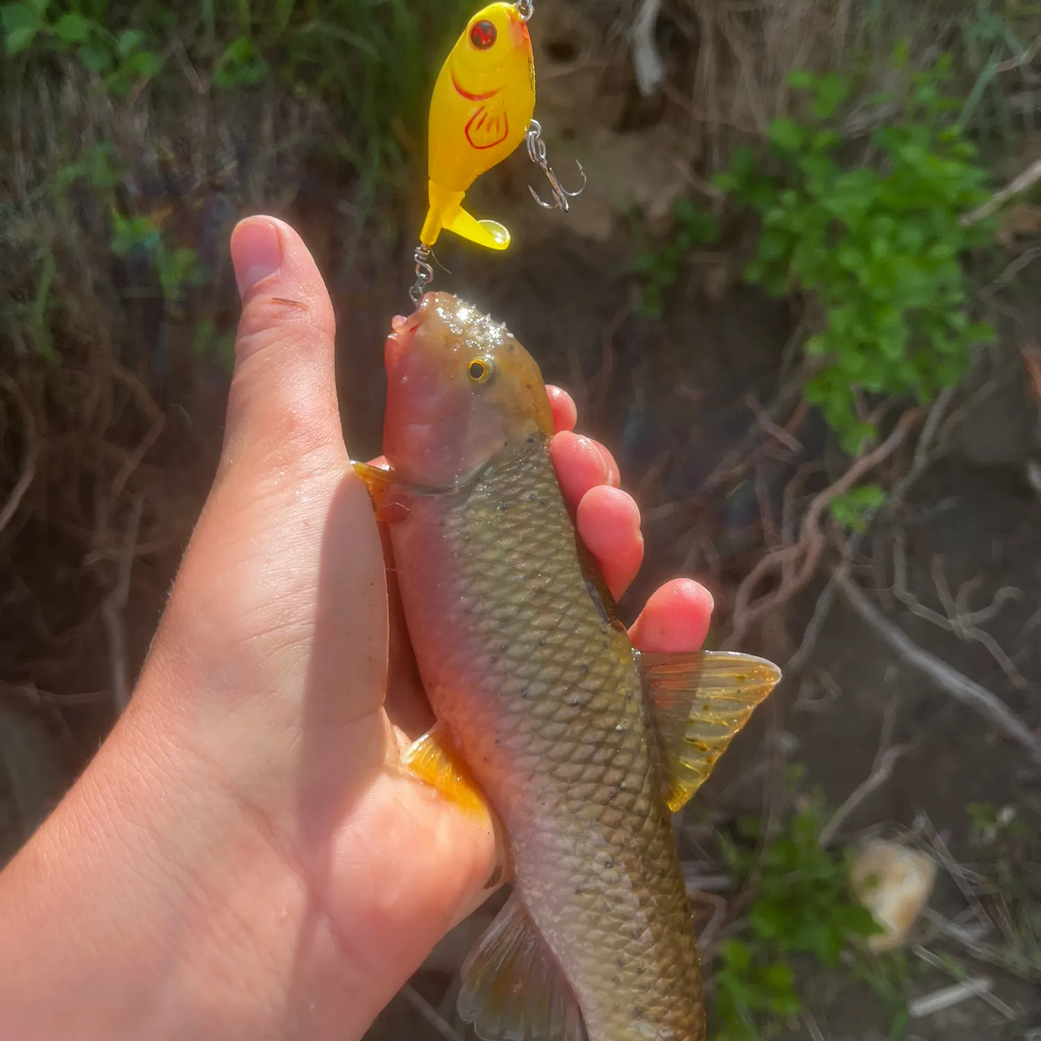 The most popular recent Hornyhead chub catch on Fishbrain