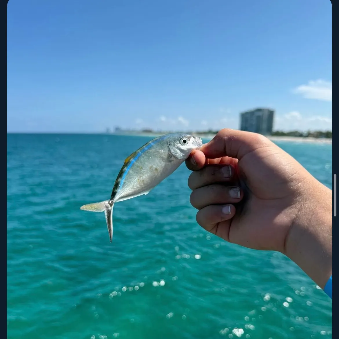 The most recent Bar jack catches on Fishbrain