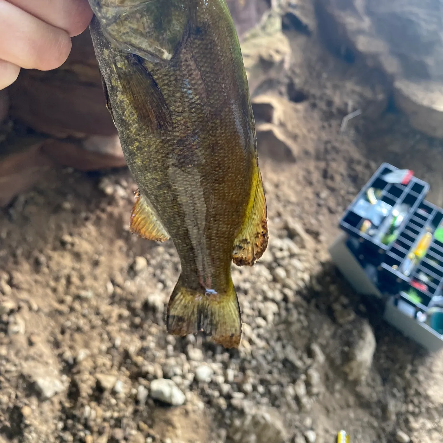 Smallmouth bass caught on Fishbrain