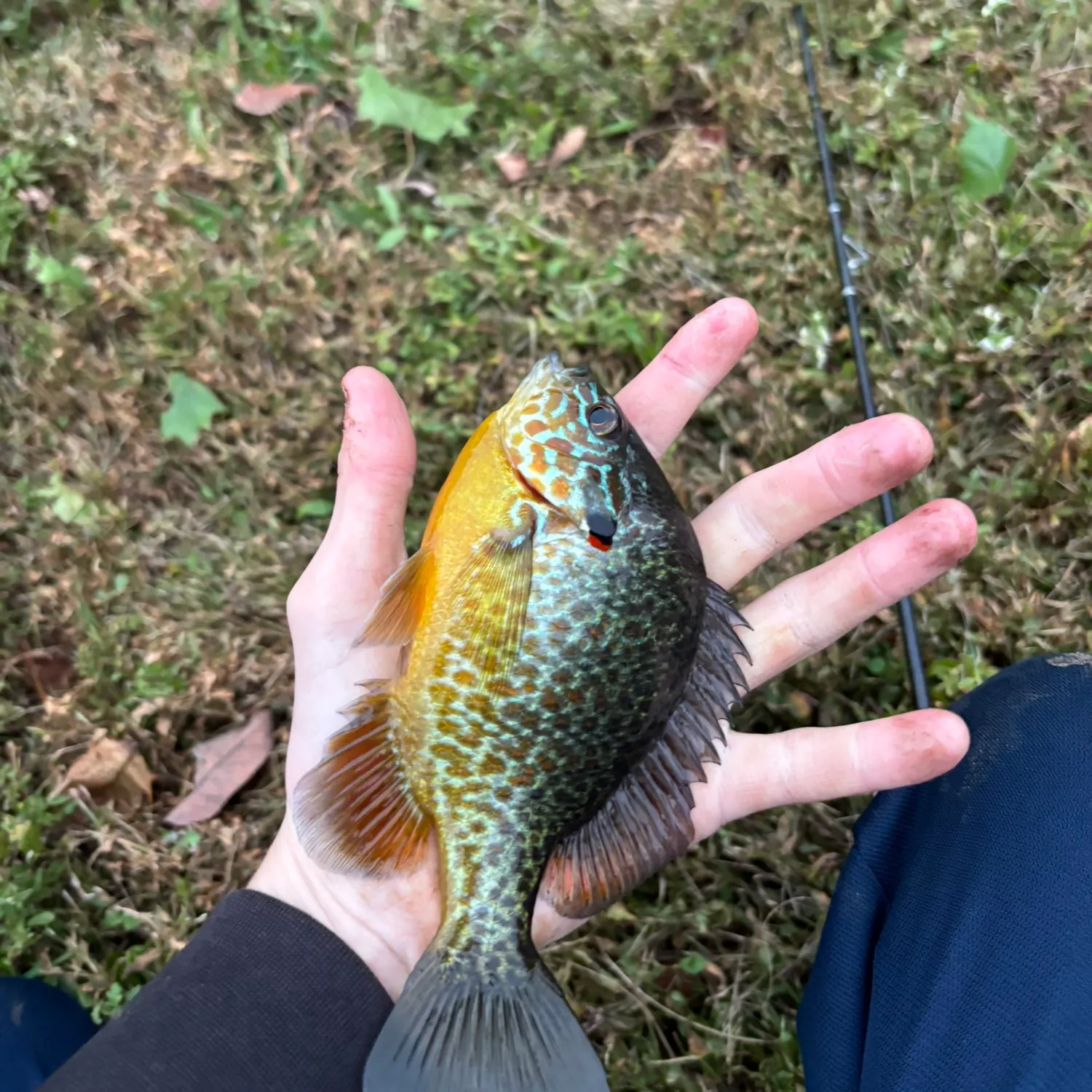 Pumpkinseed caught on Fishbrain