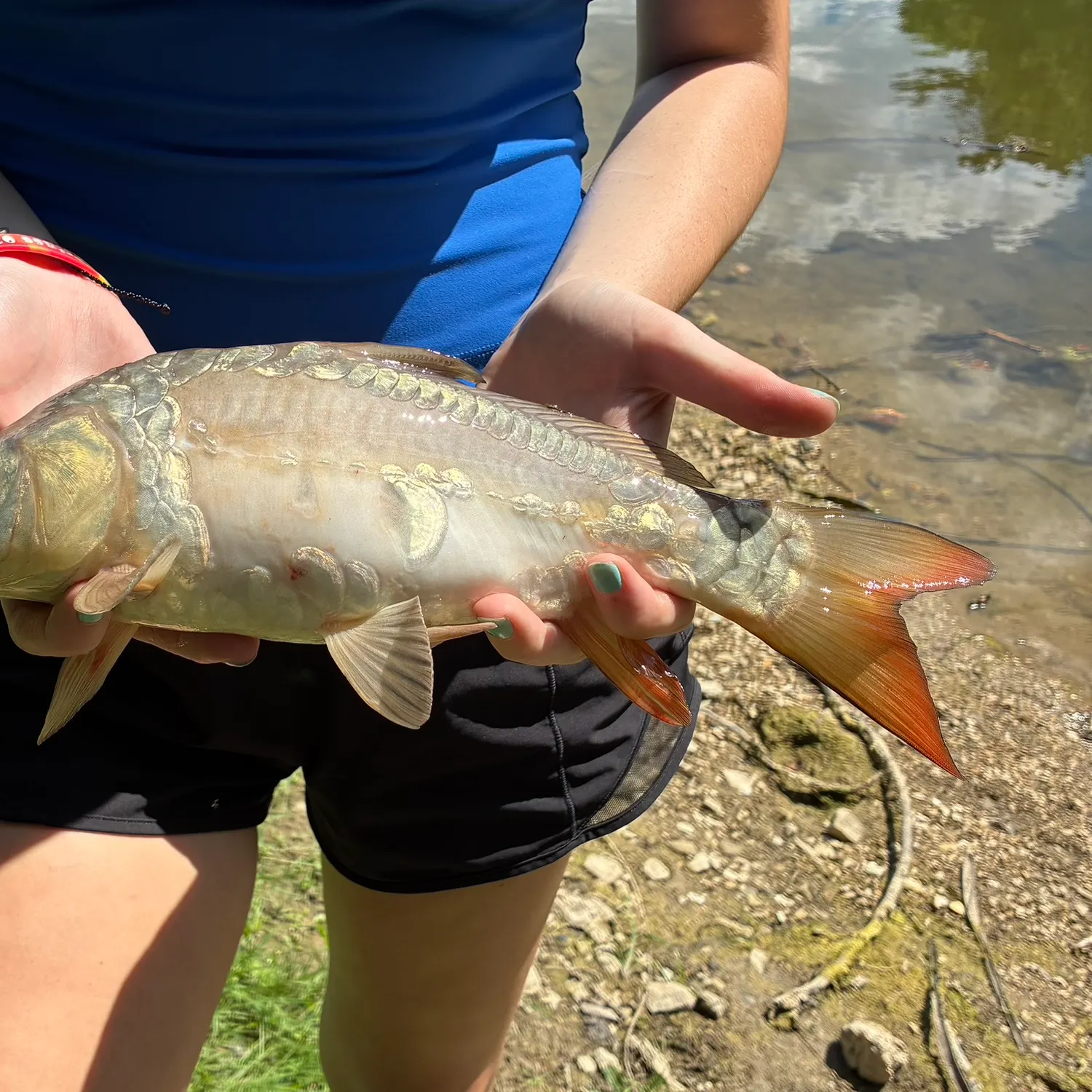 The most recent Mirror carp catches on Fishbrain