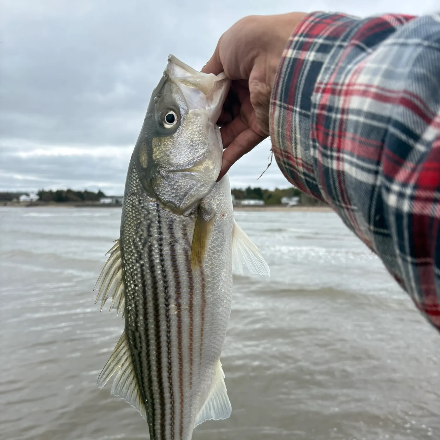 Striped bass caught on Fishbrain