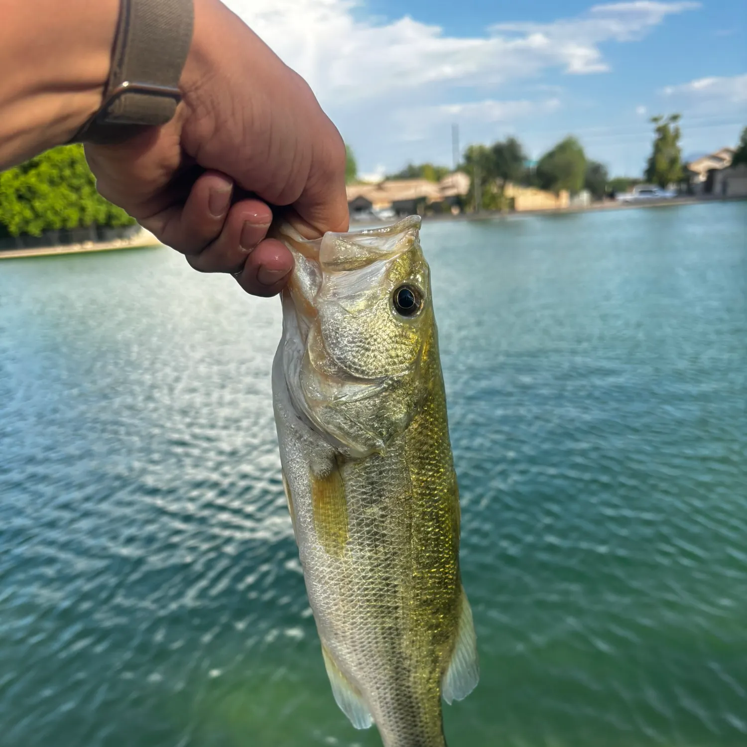 catch