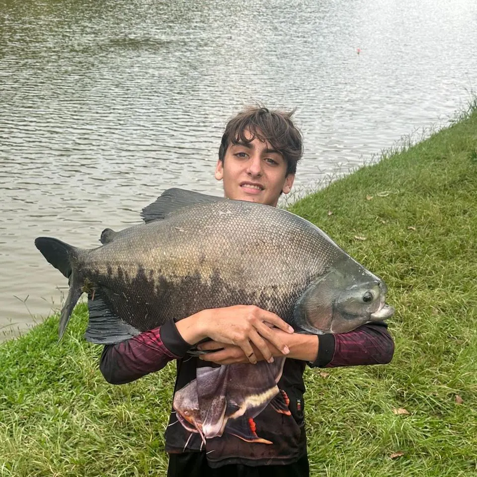 The most recent Black pacu catches on Fishbrain