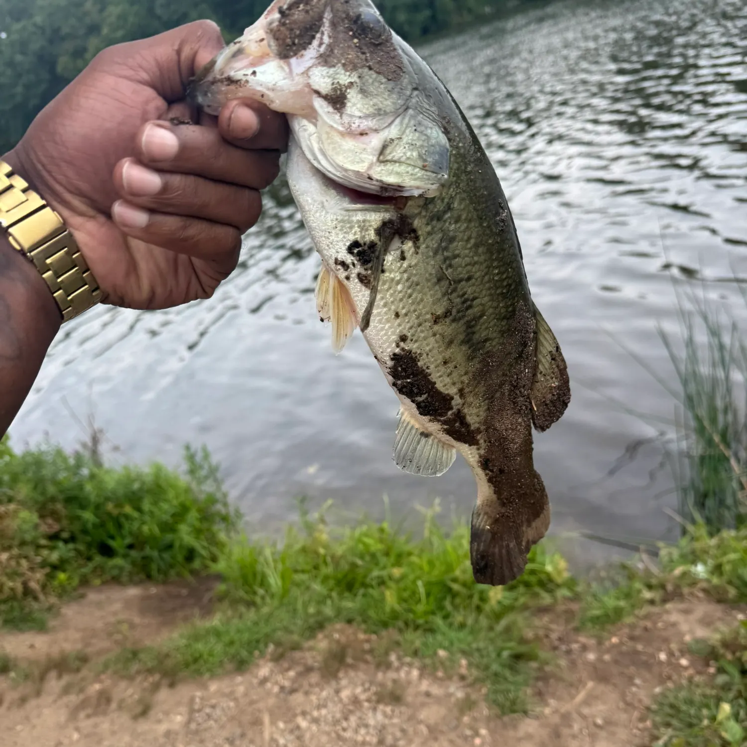 Largemouth bass caught on Fishbrain