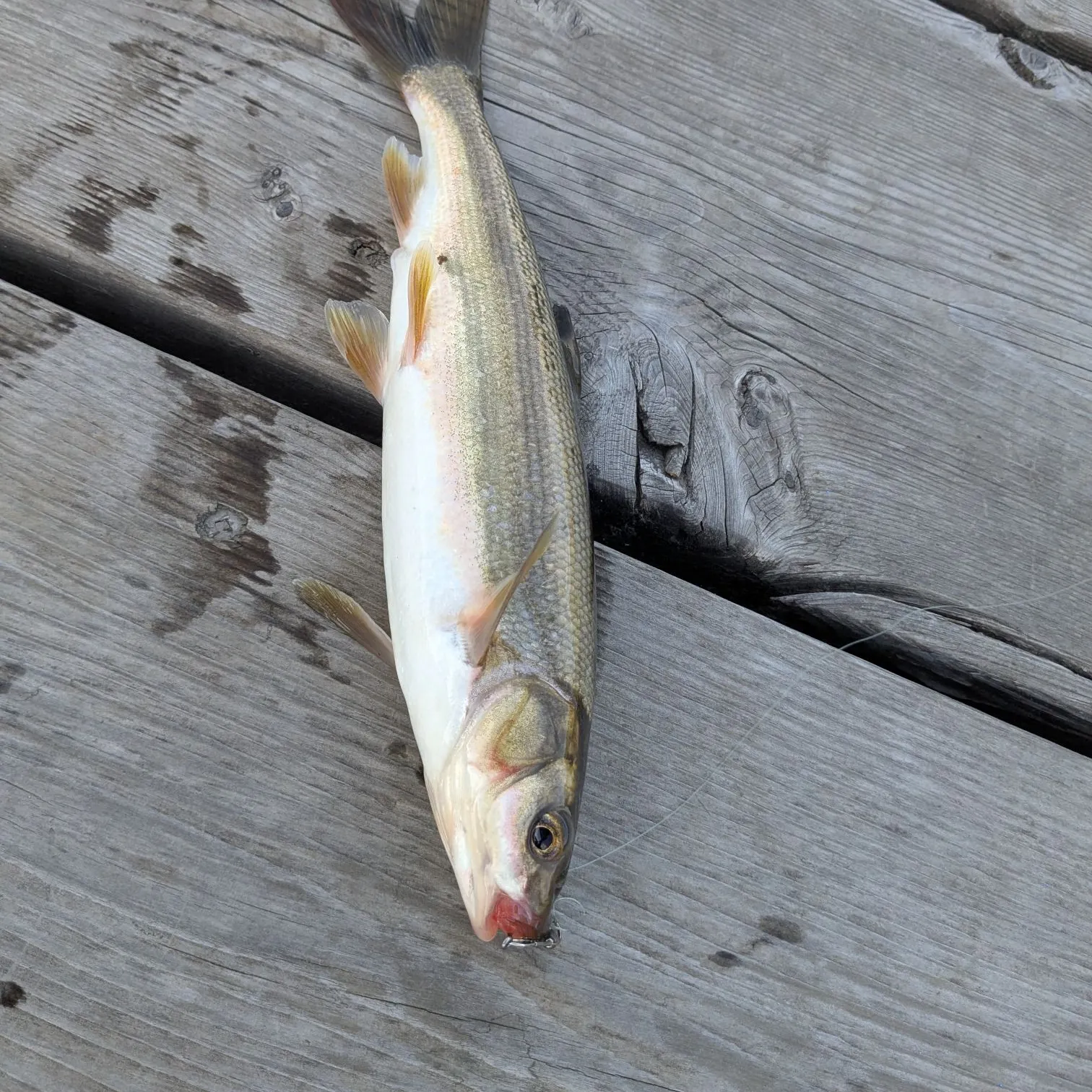 The most recent Peamouth catches on Fishbrain