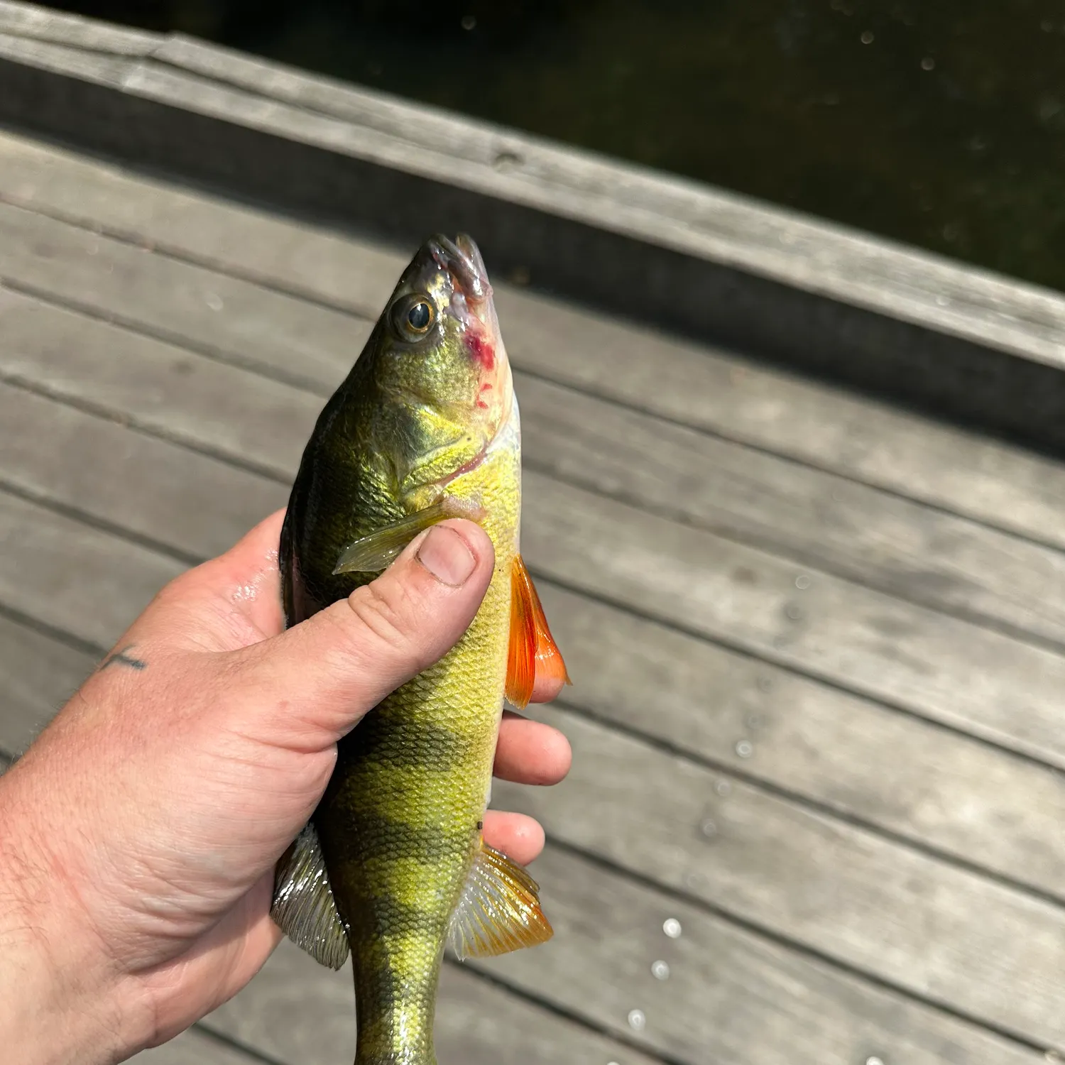 catch
