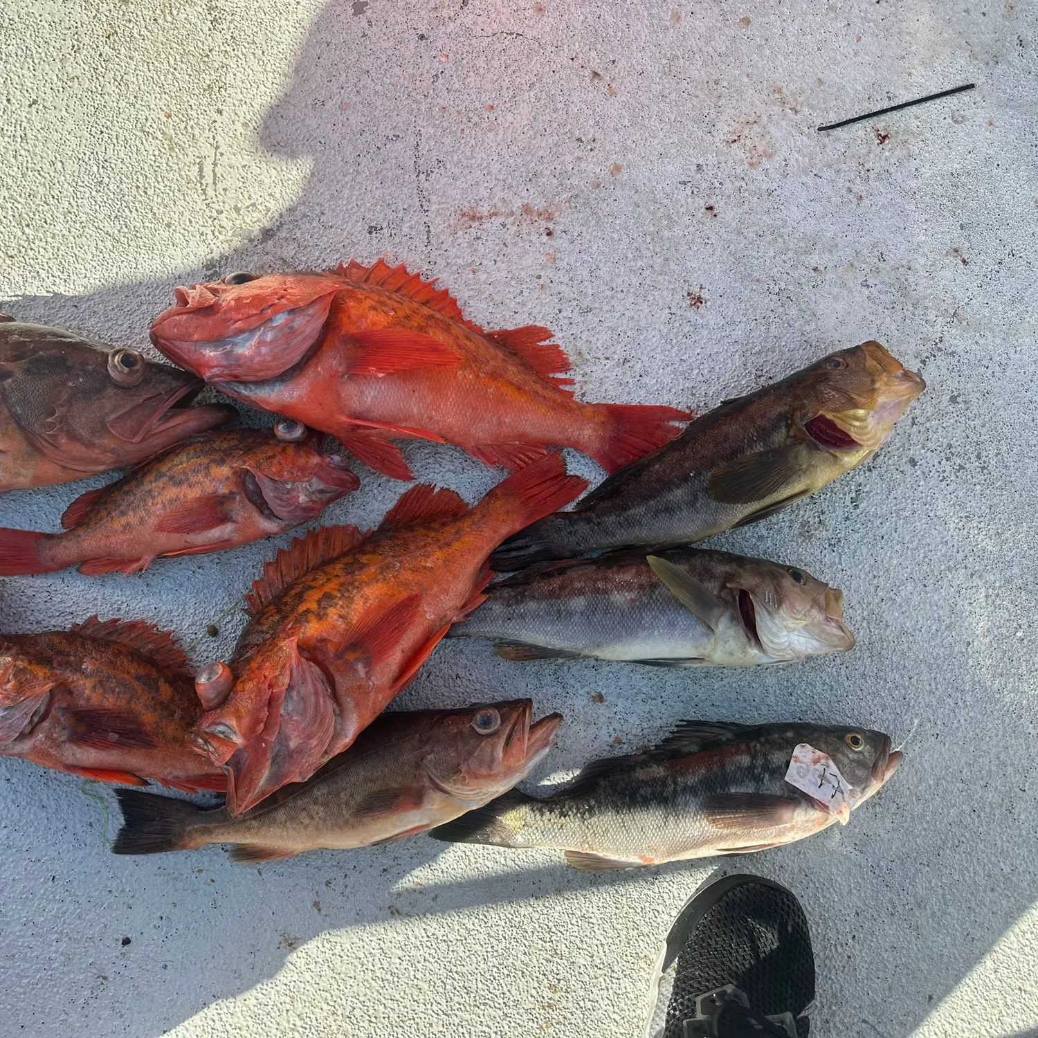 recently logged catches