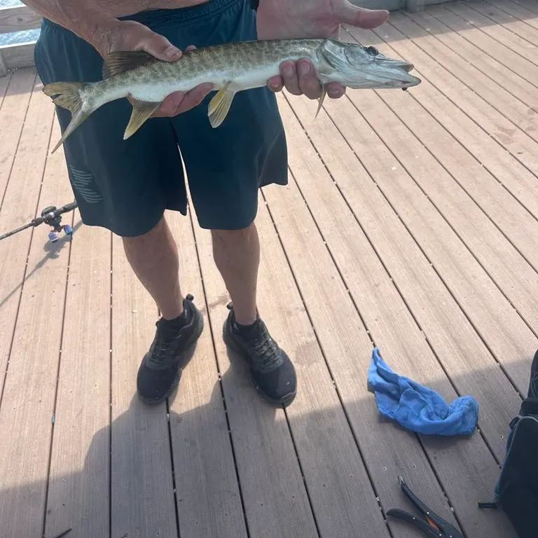 The most recent Muskellunge catches on Fishbrain