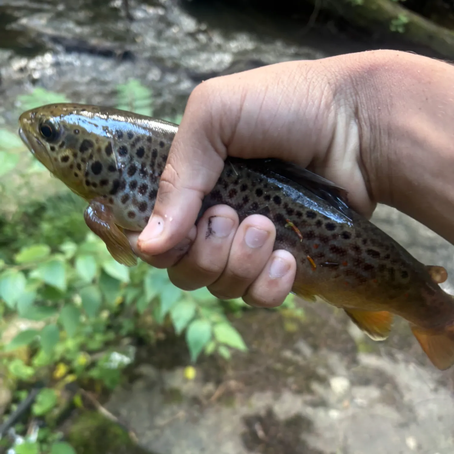 Brown trout caught on Fishbrain
