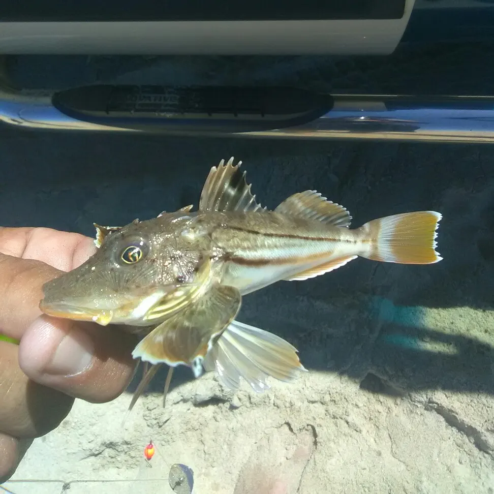 The most recent Limpid-wing flyingfish catches on Fishbrain