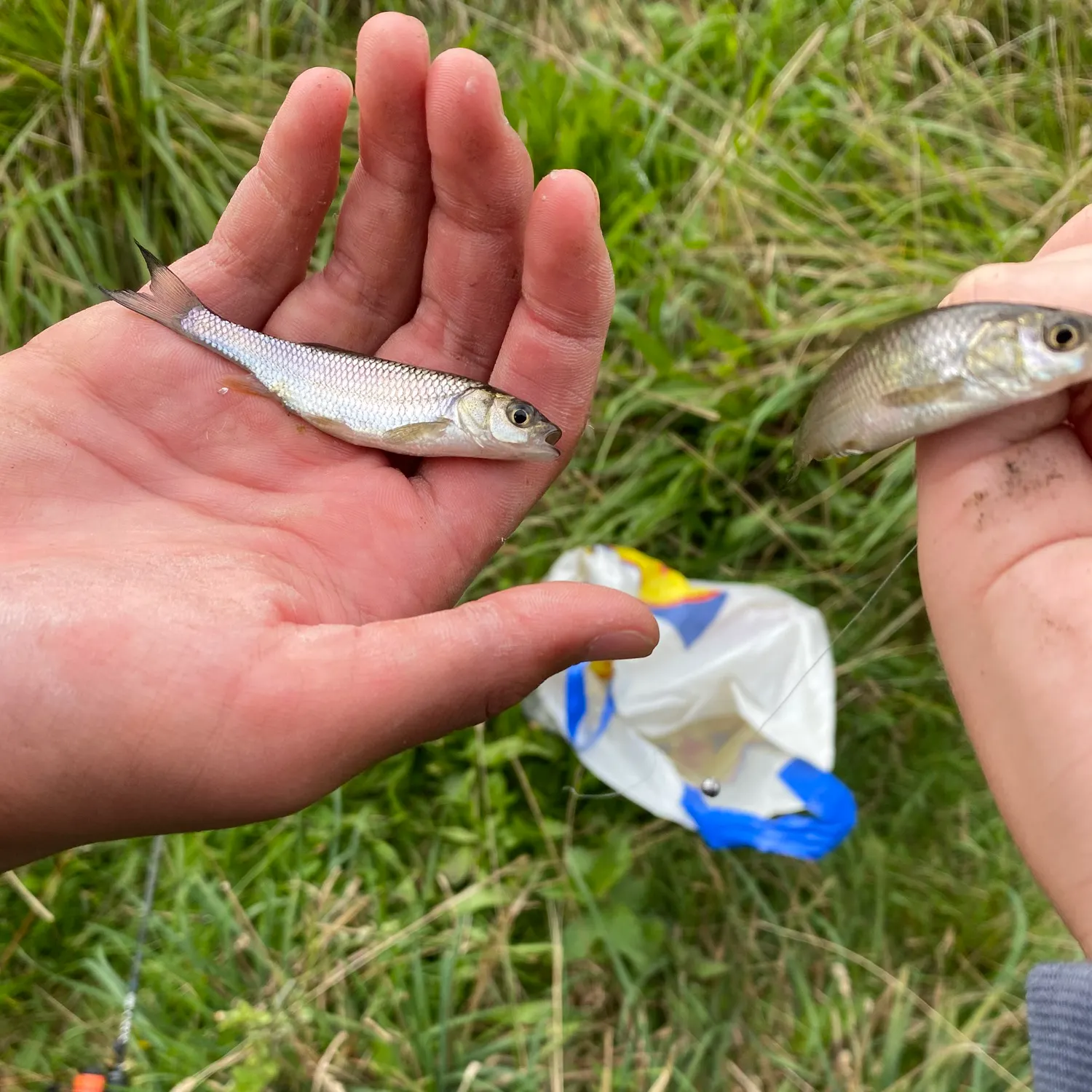 Common dace caught on Fishbrain