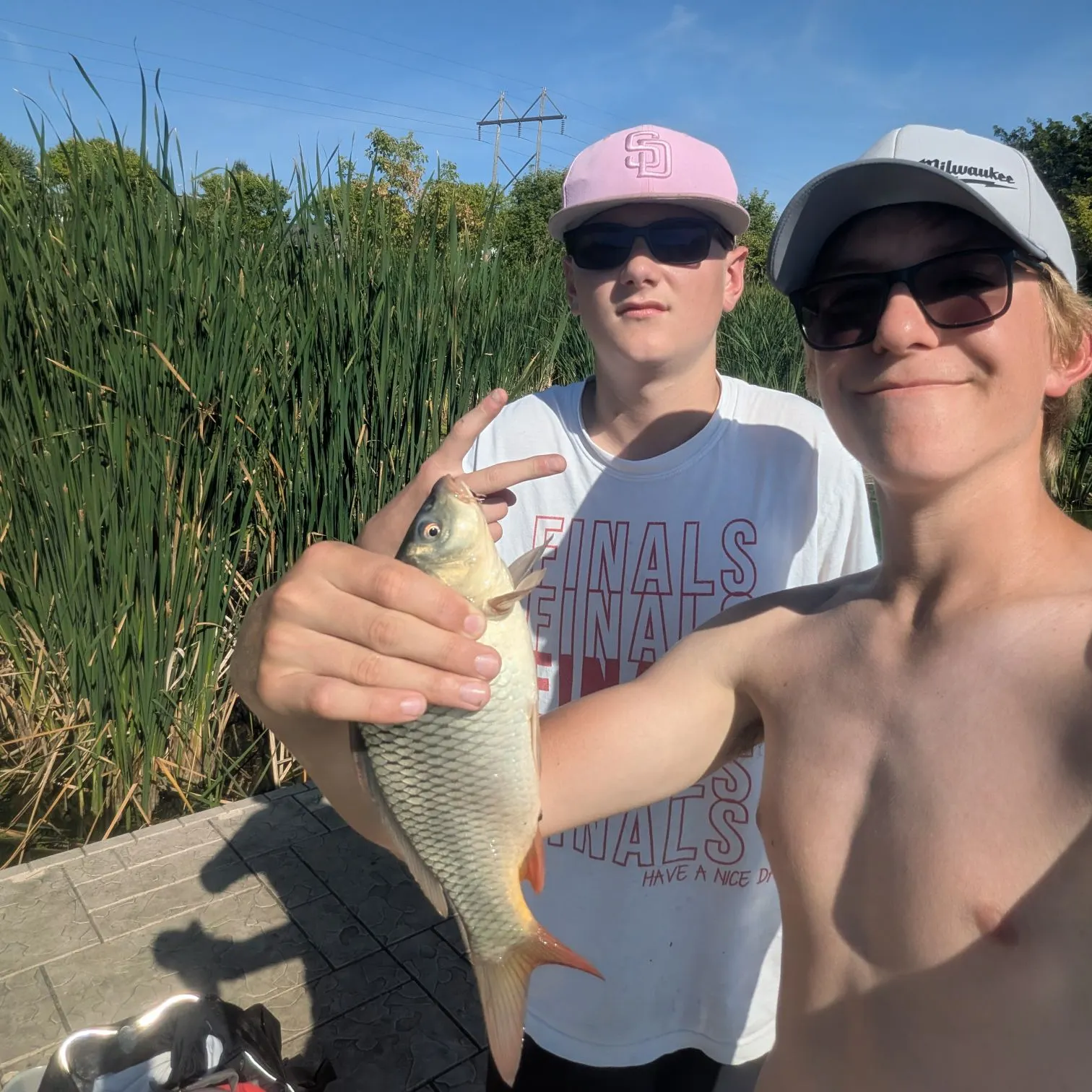 Common carp caught on Fishbrain