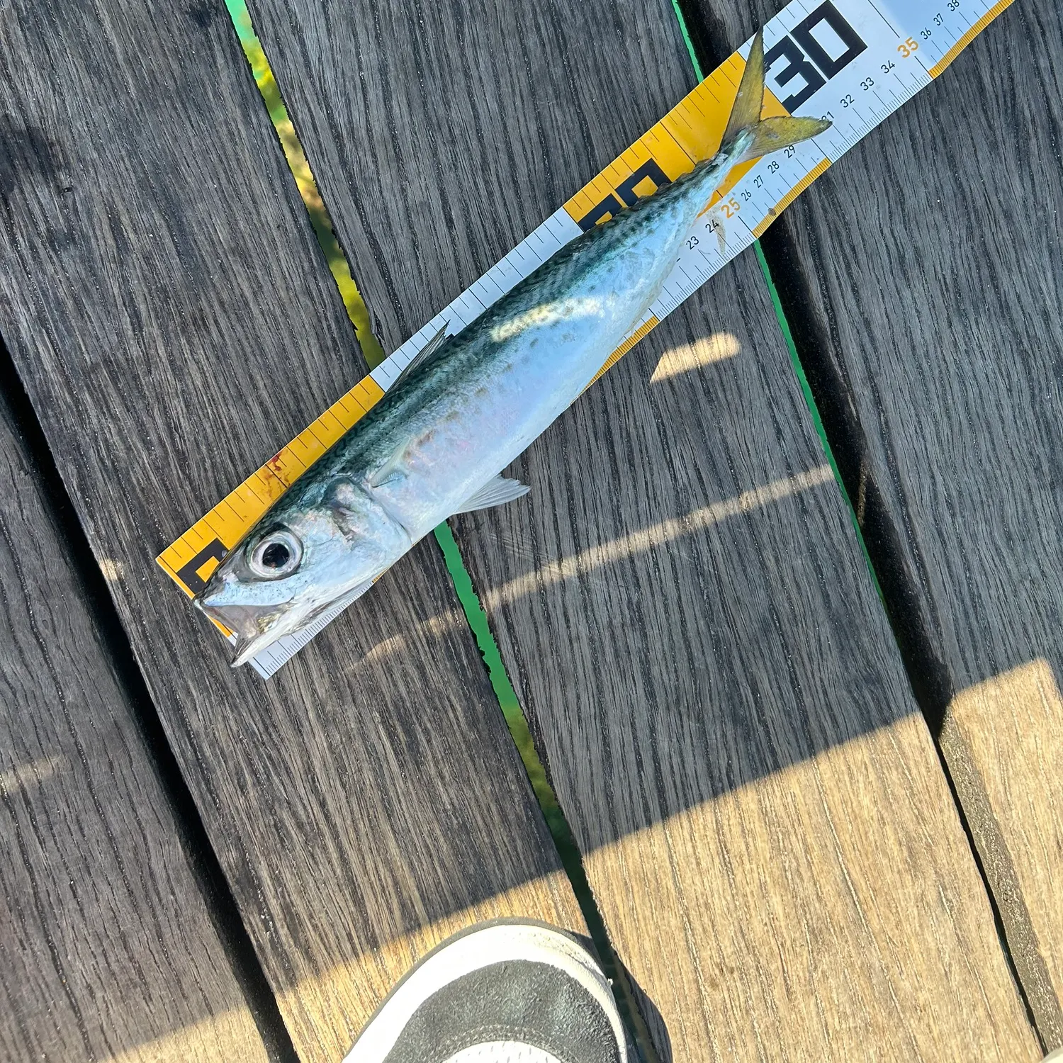 Pacific chub mackerel caught on Fishbrain