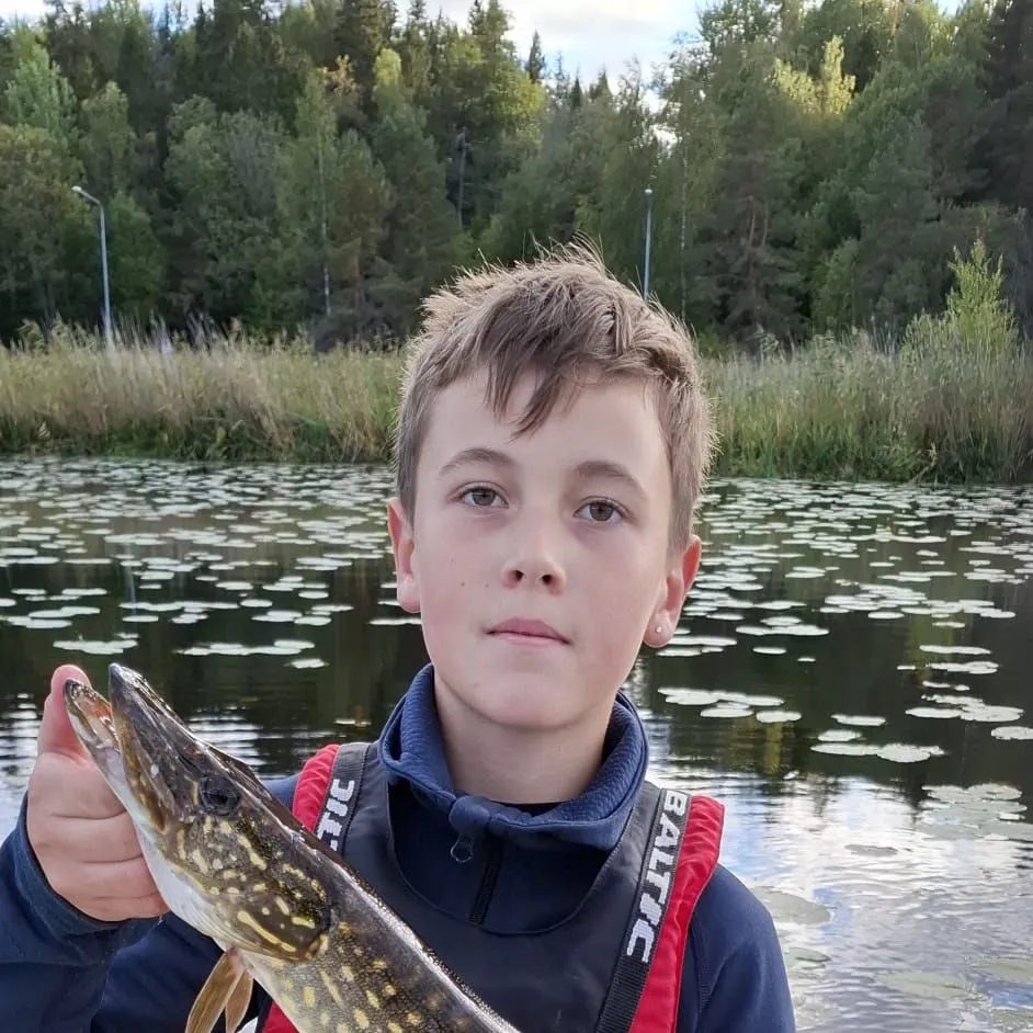 Northern pike caught on Fishbrain