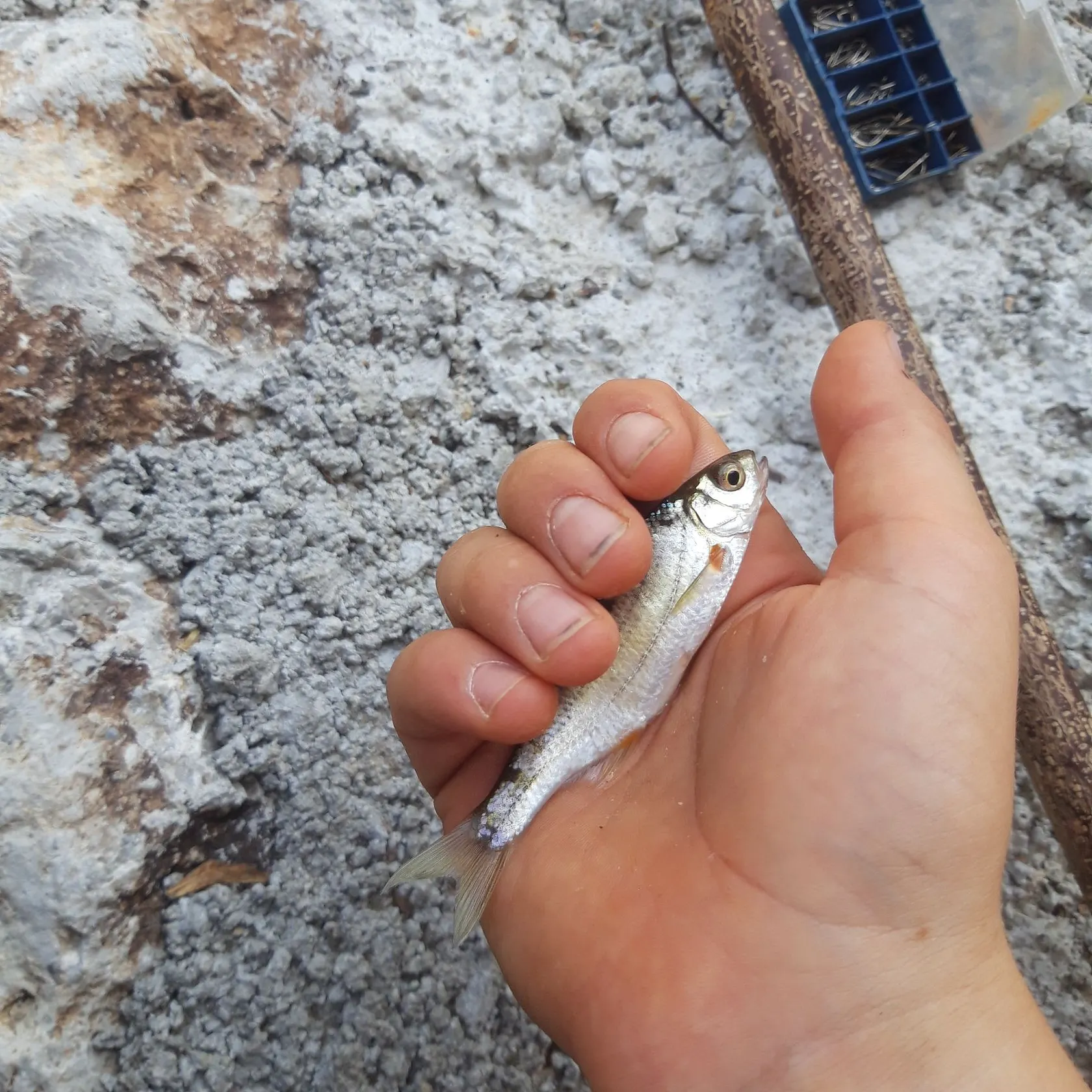 Fish caught on Fishbrain