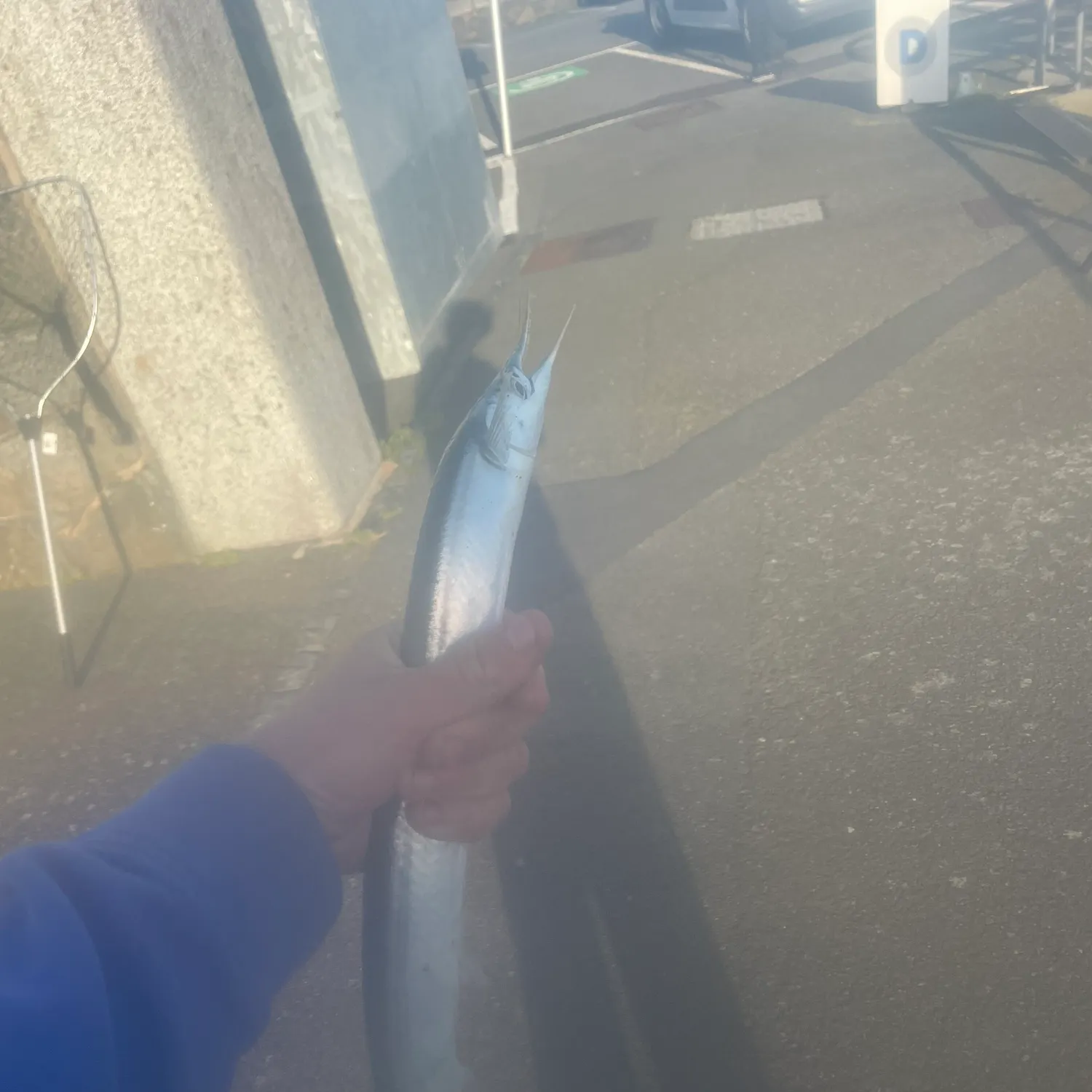 The most recent European garfish catches on Fishbrain