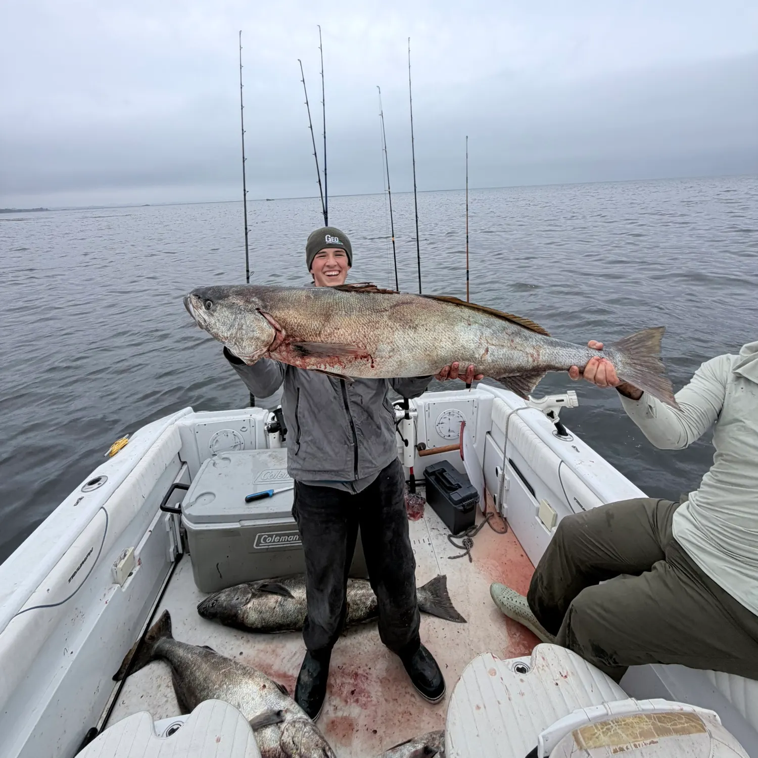 The most recent White seabass catches on Fishbrain