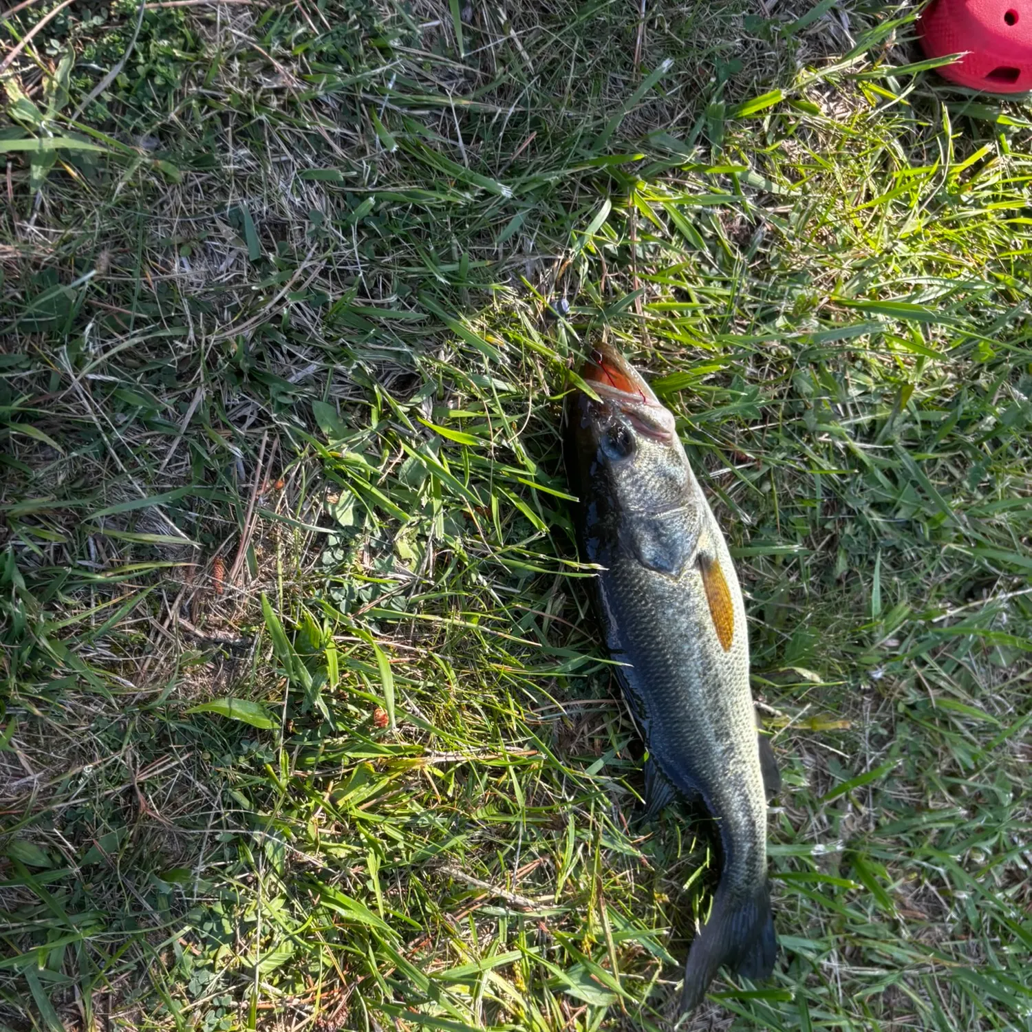 Fish caught on Fishbrain