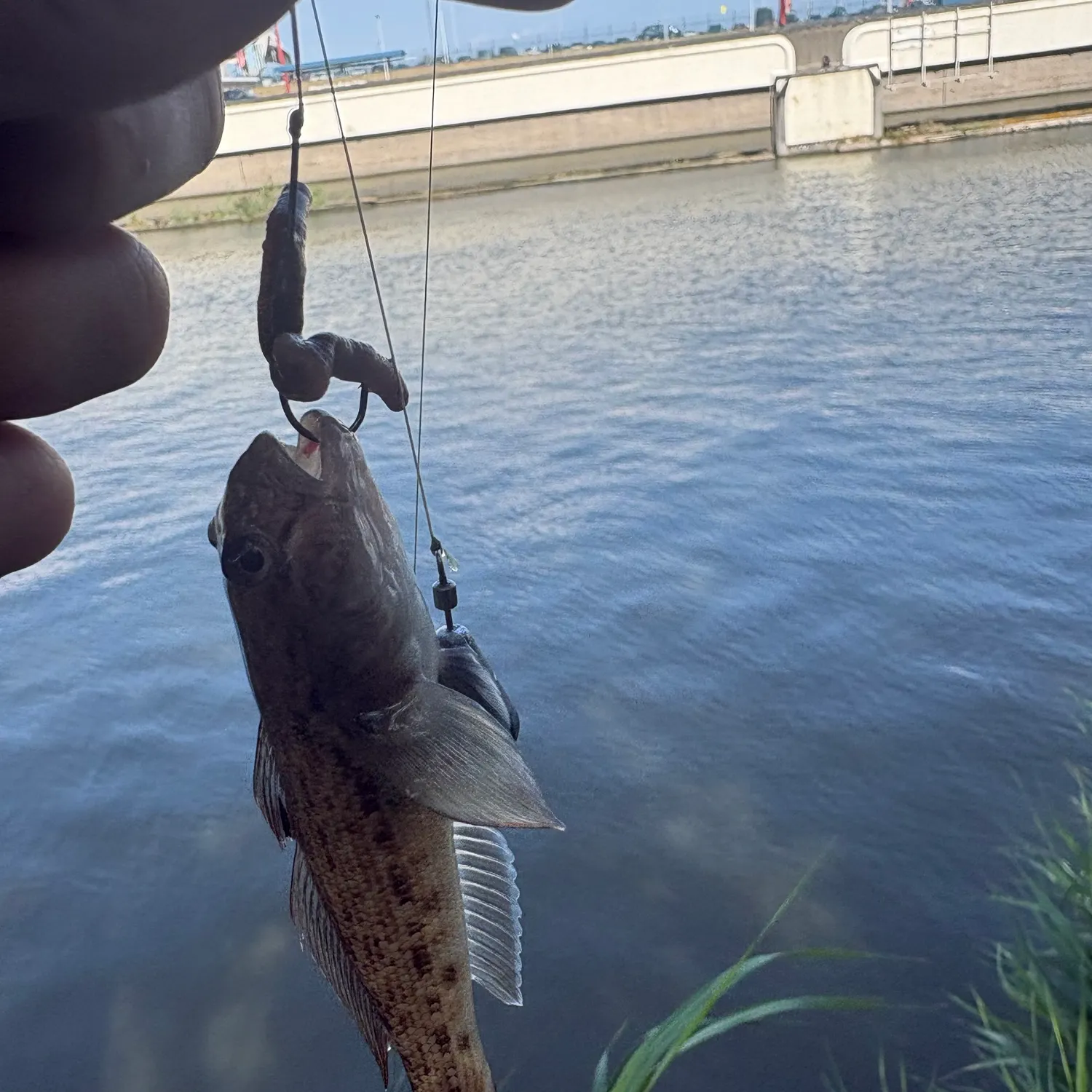 Round goby caught on Fishbrain
