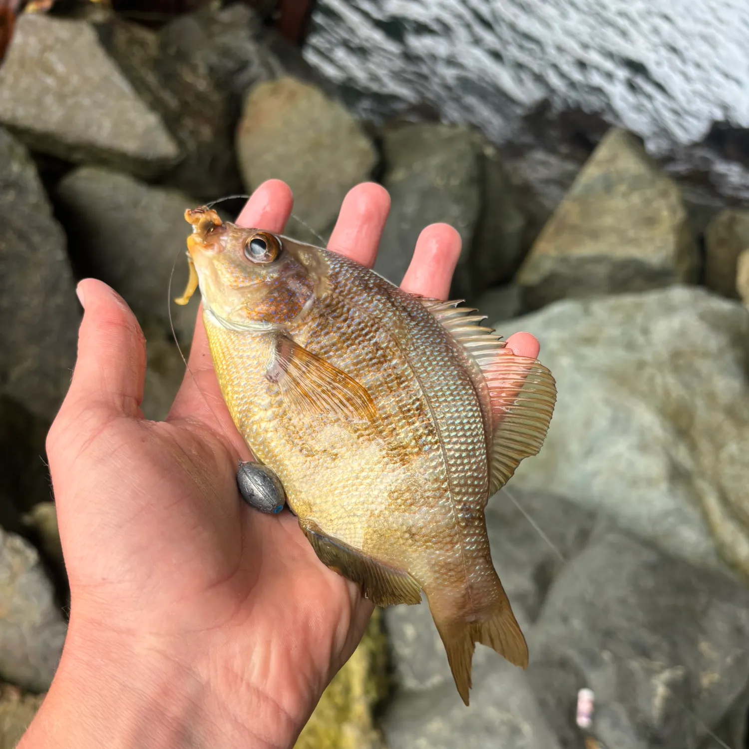 The most recent Striped seaperch catches on Fishbrain