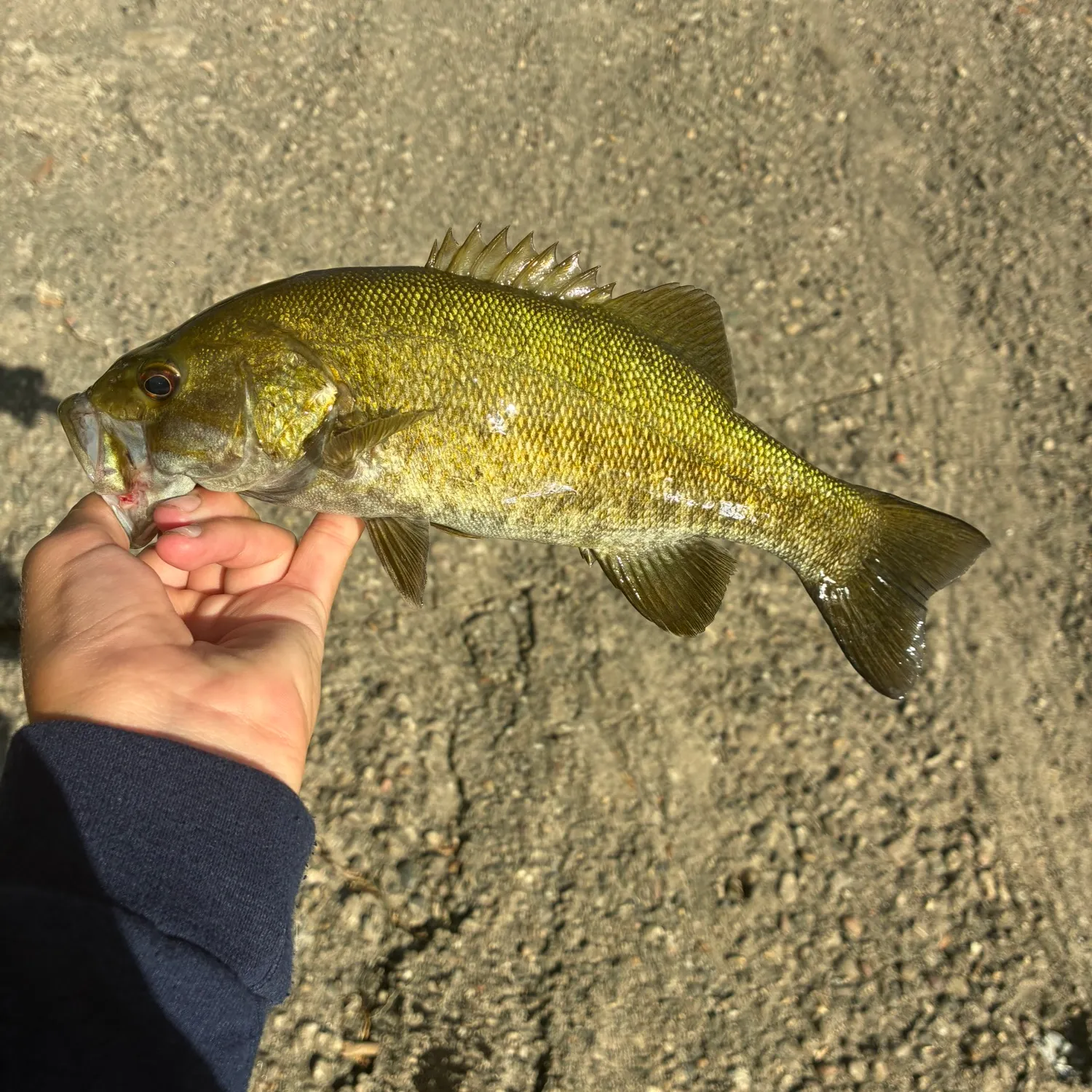 Smallmouth bass caught on Fishbrain