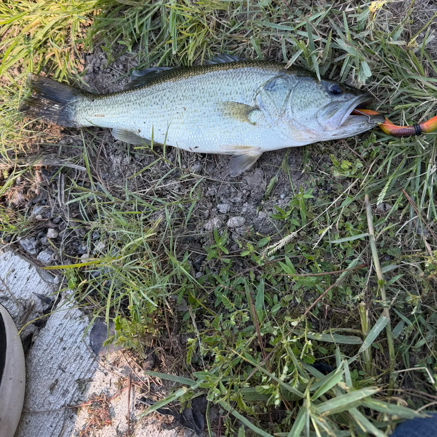 Largemouth bass caught on Fishbrain
