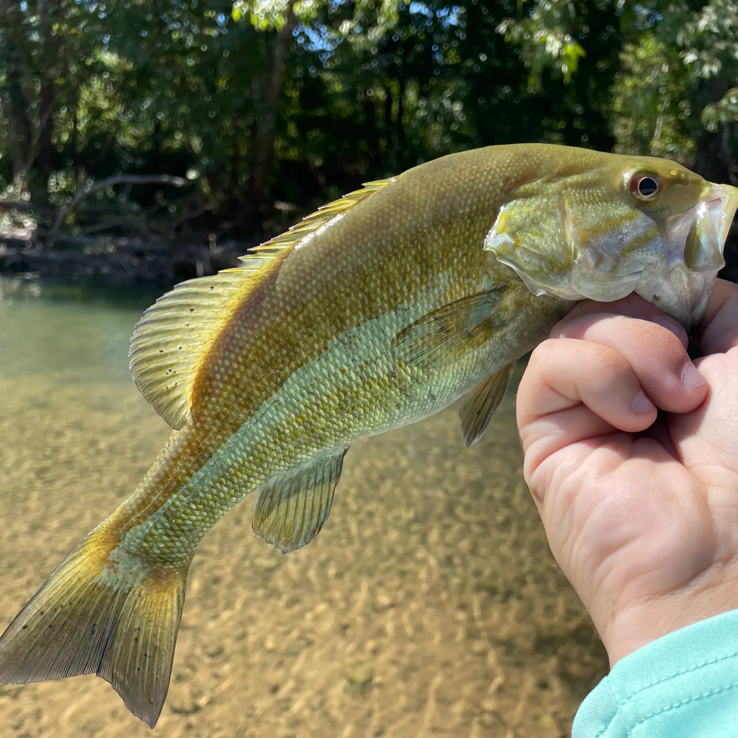Smallmouth bass caught on Fishbrain