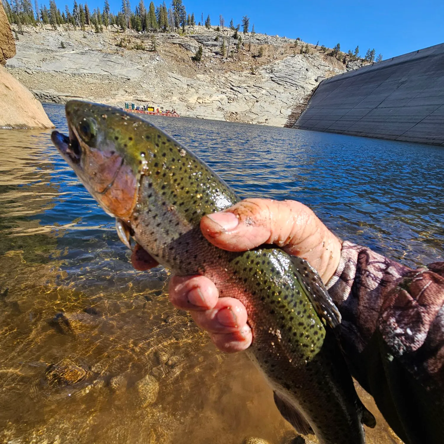 Rainbow trout caught on Fishbrain