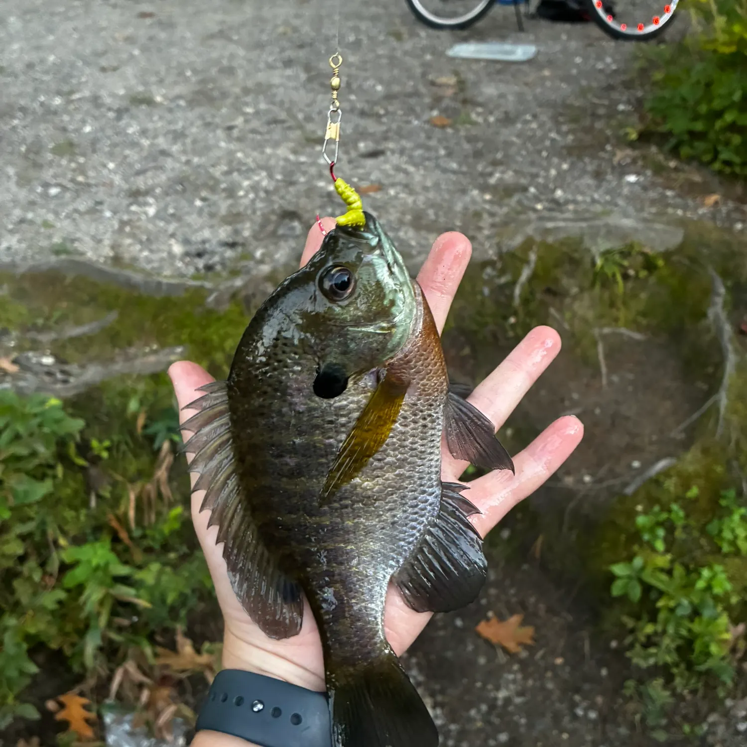 Bluegill caught on Fishbrain