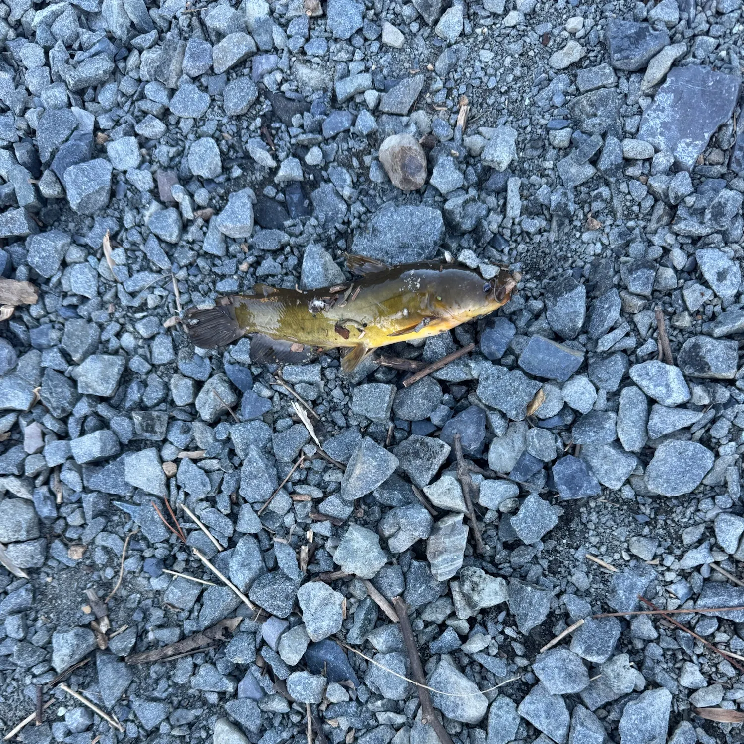 Yellow bullhead caught on Fishbrain