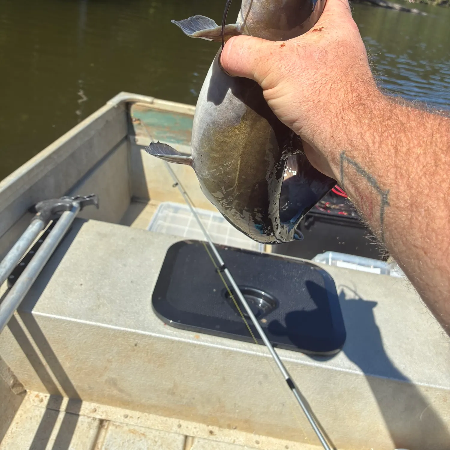 Channel catfish caught on Fishbrain