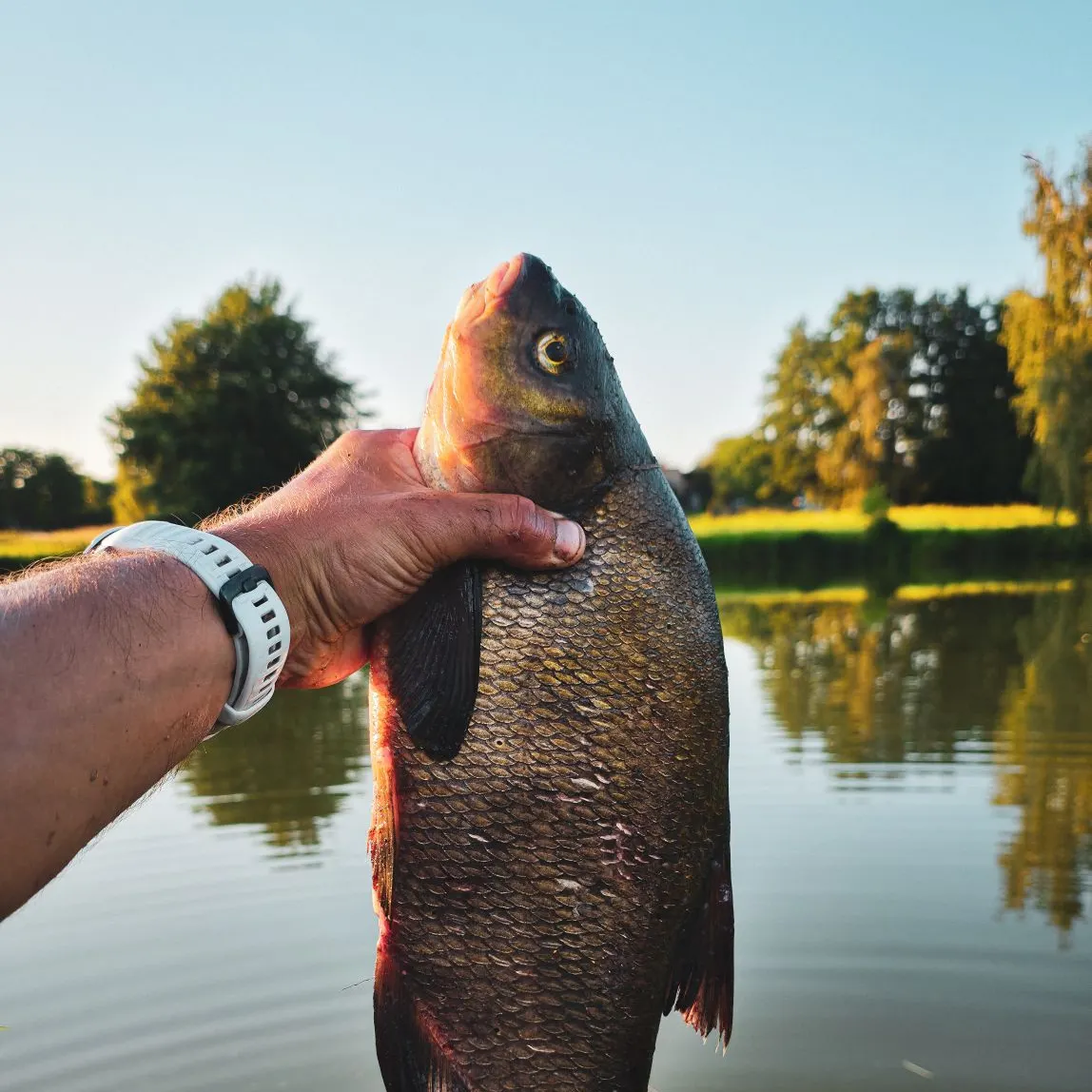 Common bream caught on Fishbrain